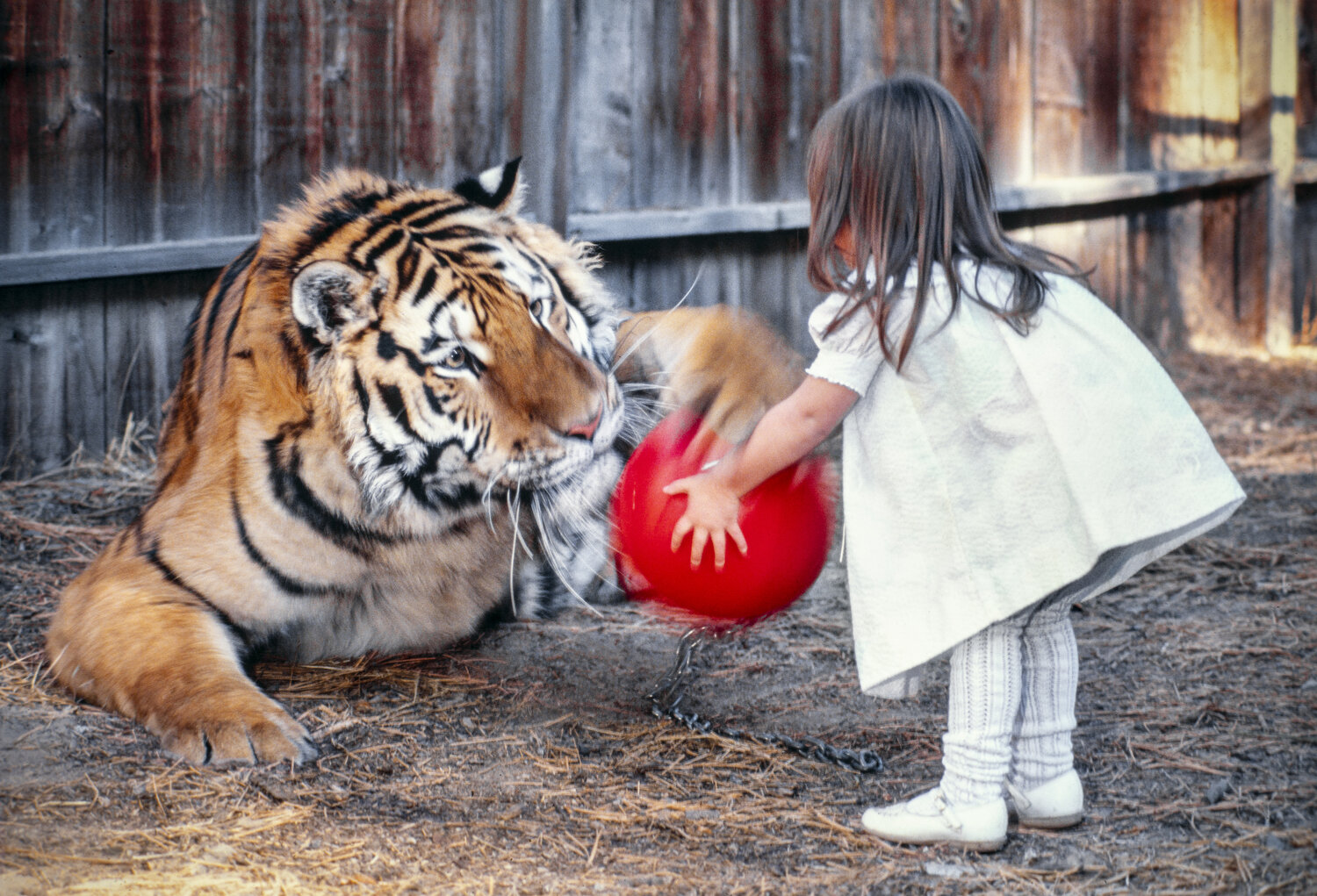  Nancy Renzo 5, plays with a Siberian tiger at her home in South Lake Tahoe. Her father, Peter Renzo, owns four Siberian tigers, an African lion, a black leopard, and a bobcat. All of them live with the Renzos in their home in a residential neighborh