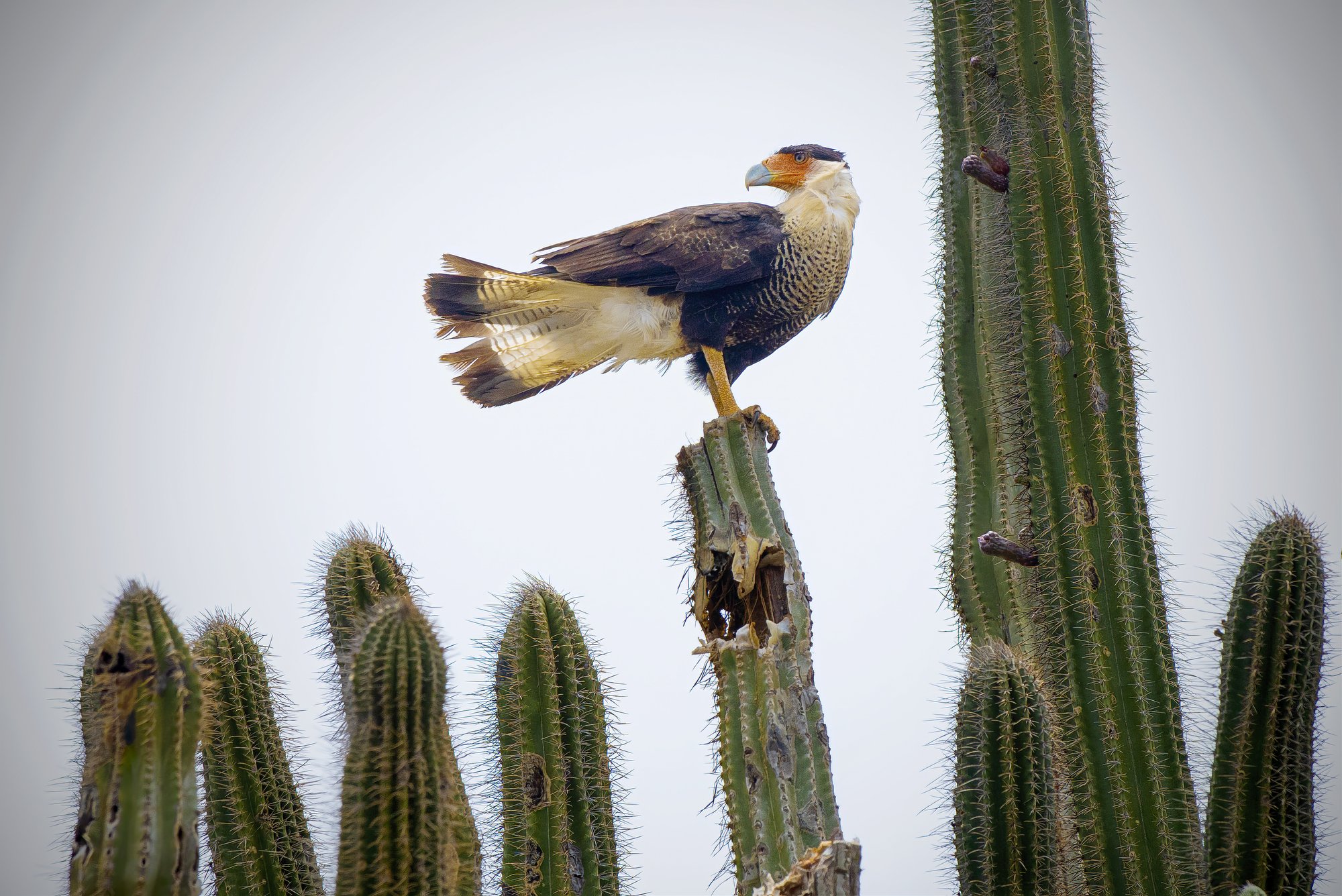  A Crested caracara (Caracara cheriway) perches on a cactus in Washington Slaagbai National Park, Netherlands Antilles Saturday, July 27, 2019. 