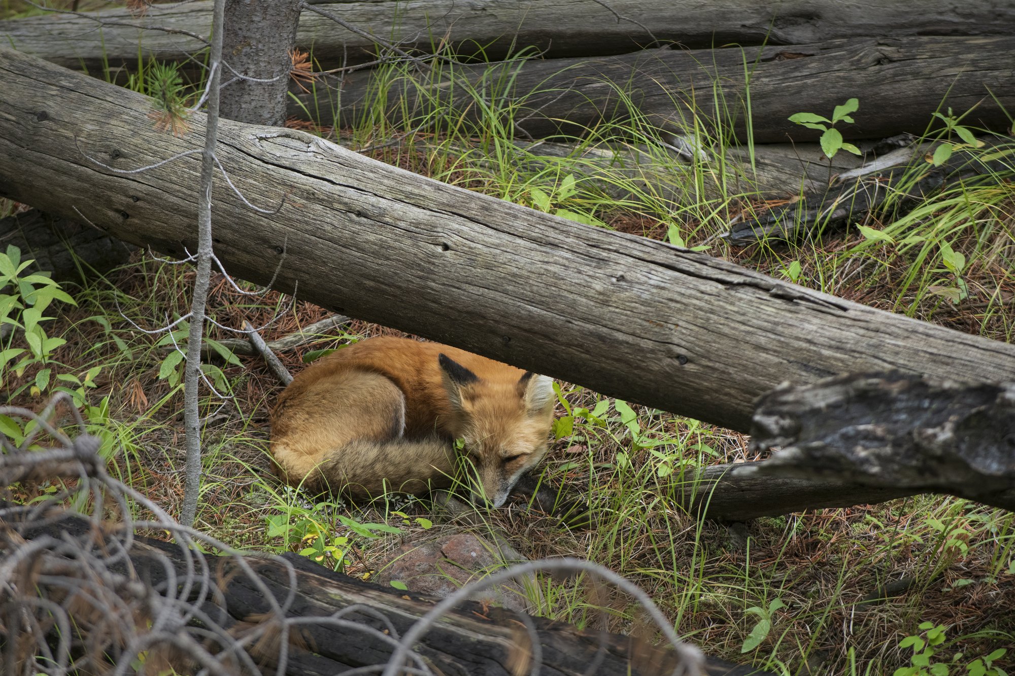  A Red fox (Vulpes vulpes macroura) rests under a log in Yellowstone National Park Wednesday, Sep. 11, 2019. 