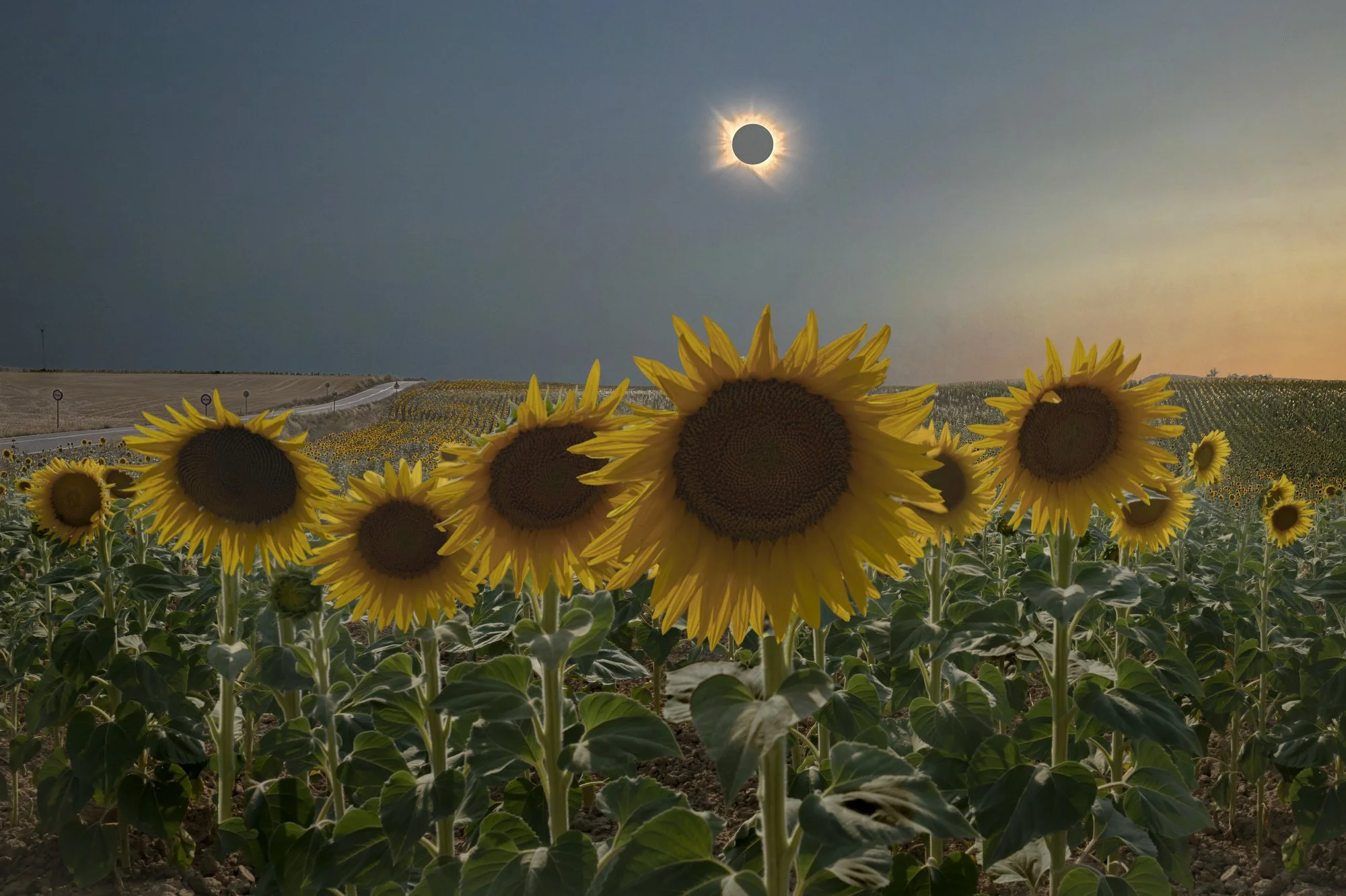  Total solar eclipse over a field of sunflowers in Abia de las Torres, Spain August 12, 2026. The eclipse occurred shortly before sunset, which gave the corona a beautiful golden color. 