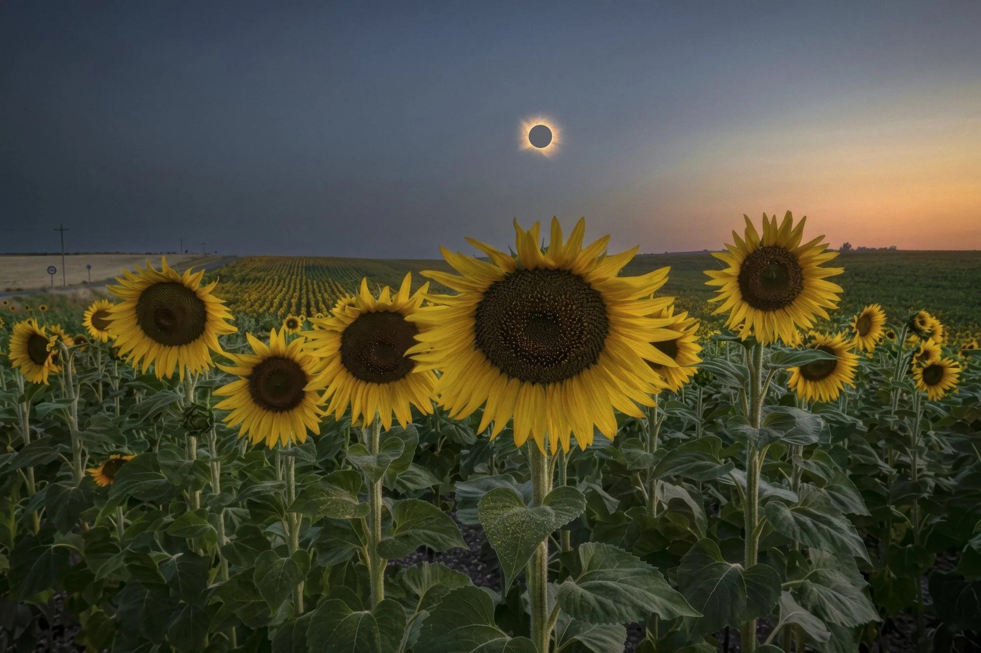  Total solar eclipse over a field of sunflowers in Abia de las Torres, Spain August 12, 2026. The eclipse occurred shortly before sunset, which gave the corona a beautiful golden color. 