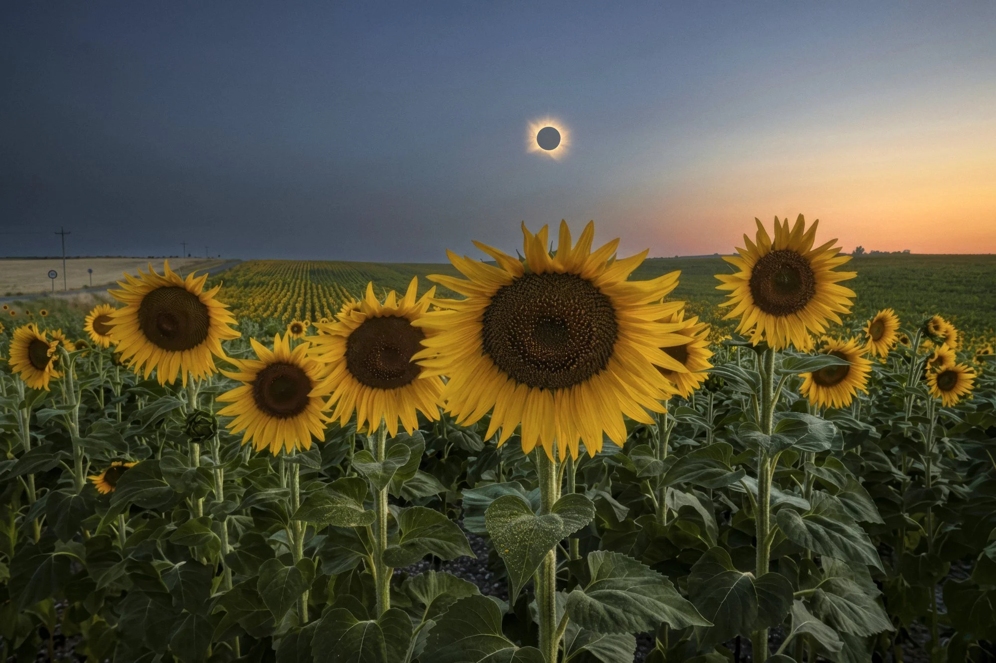  Total solar eclipse over a field of sunflowers in Abia de las Torres, Spain August 12, 2026. The eclipse occurred shortly before sunset, which gave the corona a beautiful golden color. 