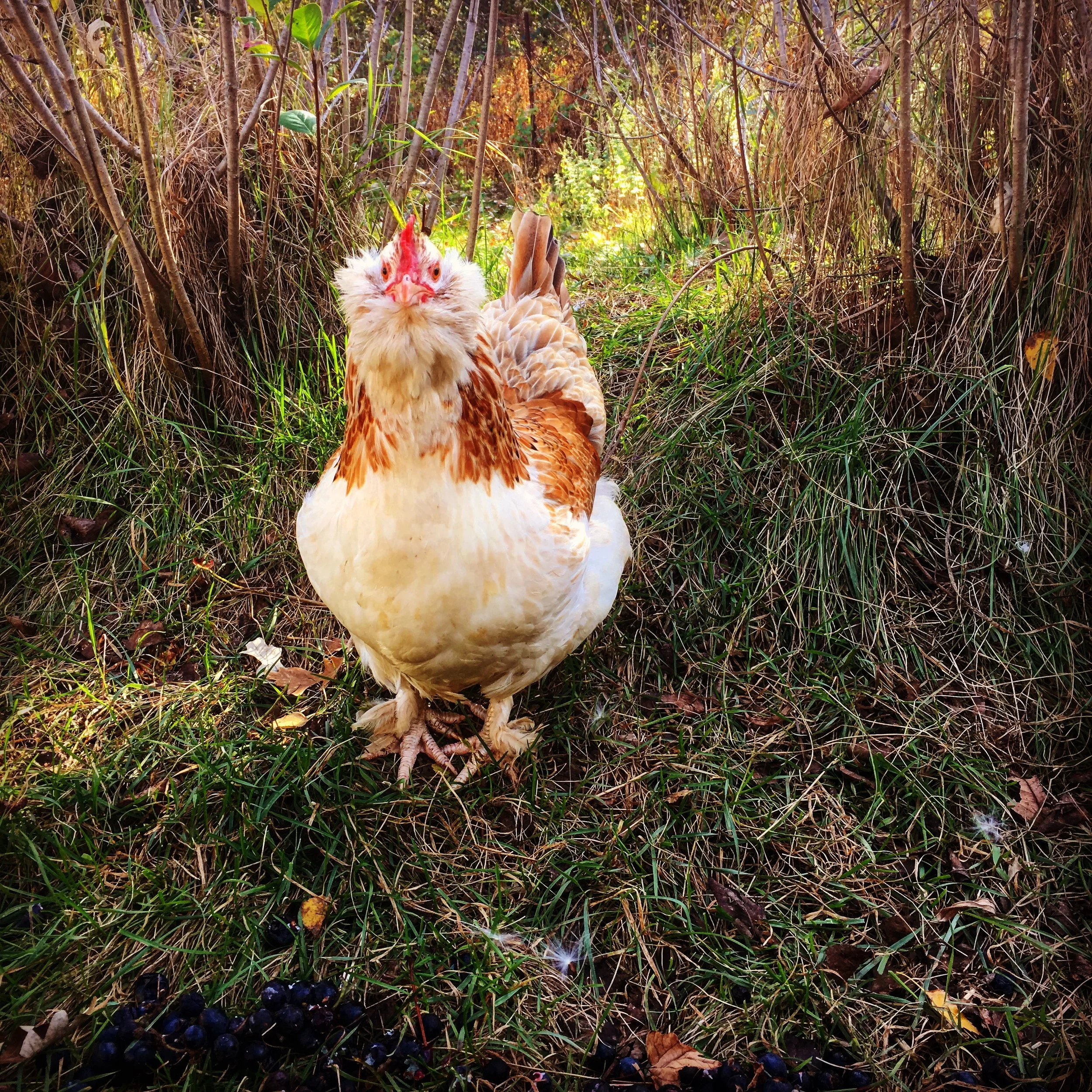 2018 Wisconsin Permaculture Convergence returns to it's beginning.