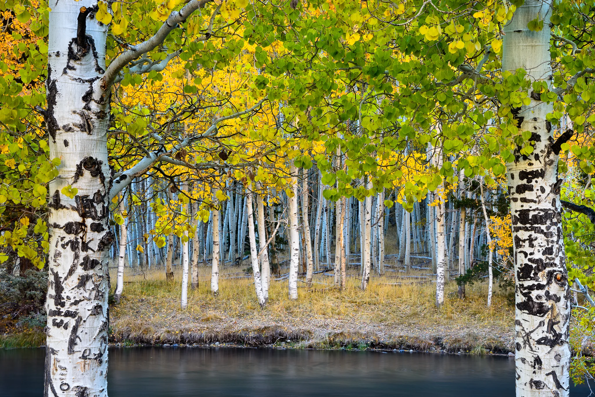 Aspens radiate yellow and green alongside Rock Creek in June Lake, CA.