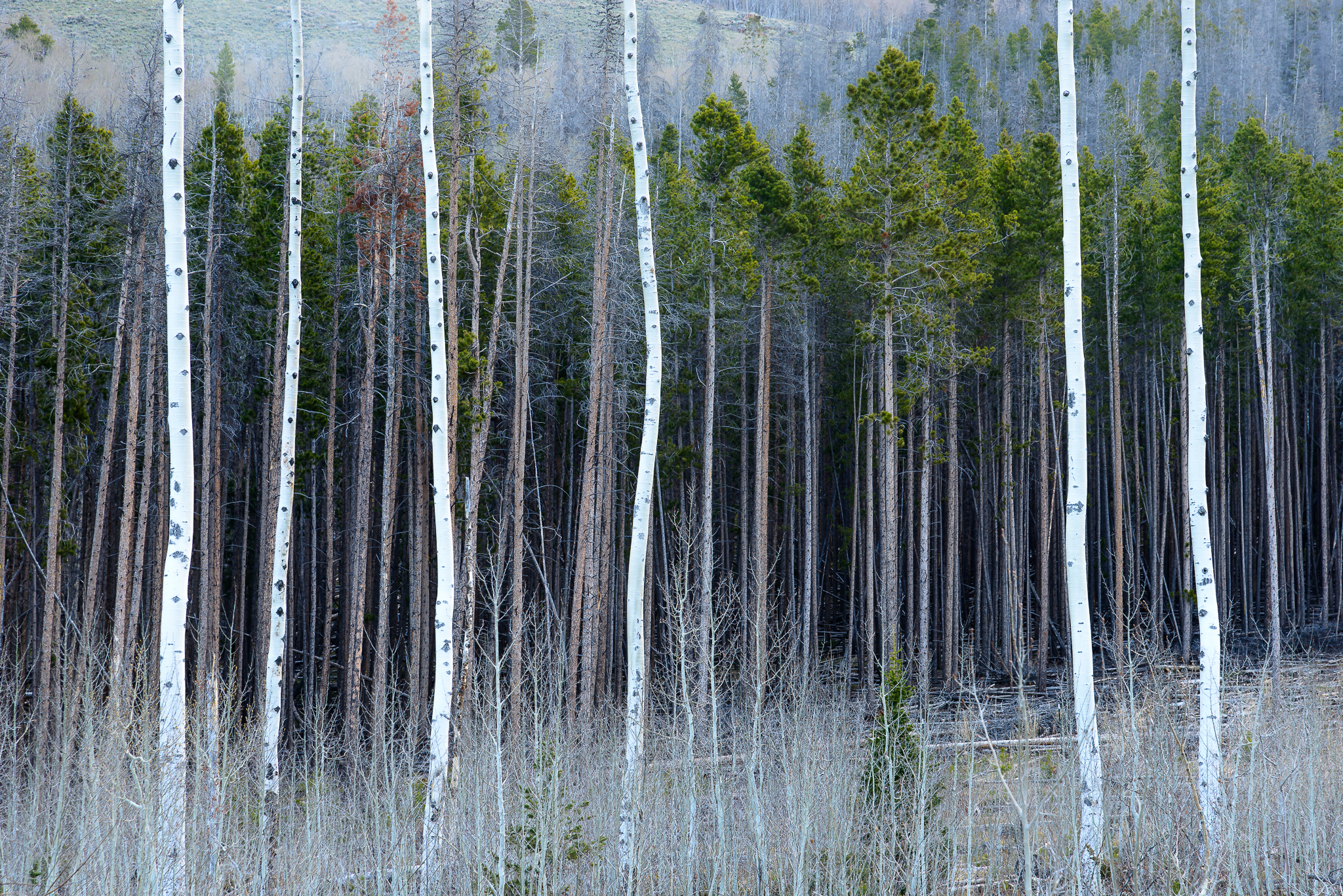 Colorado backyards, aspens included. 