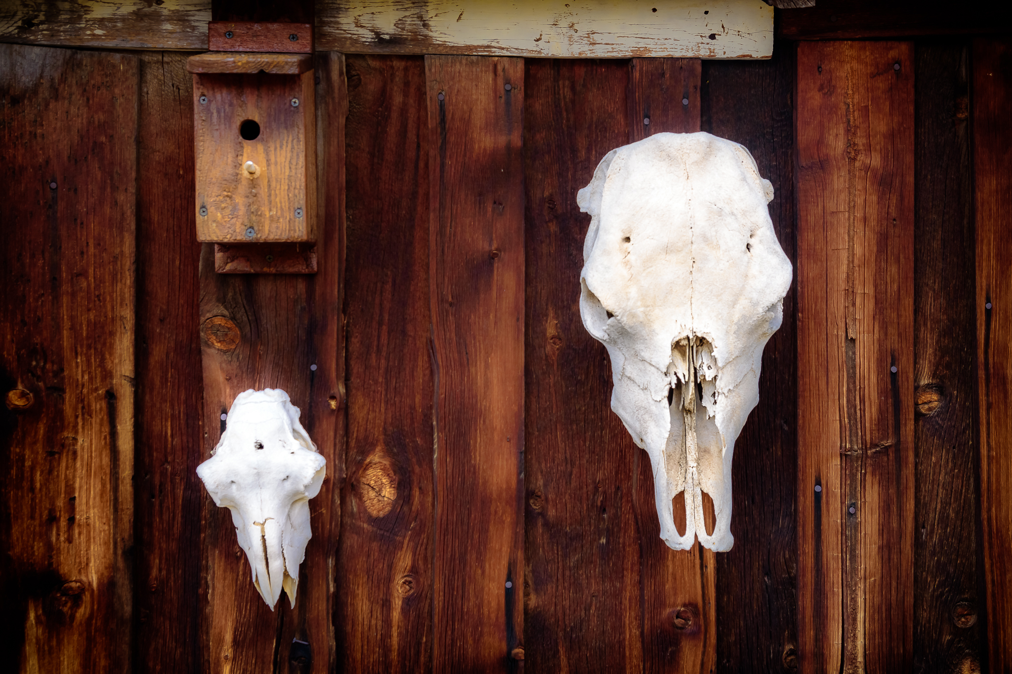 Skull game strong.