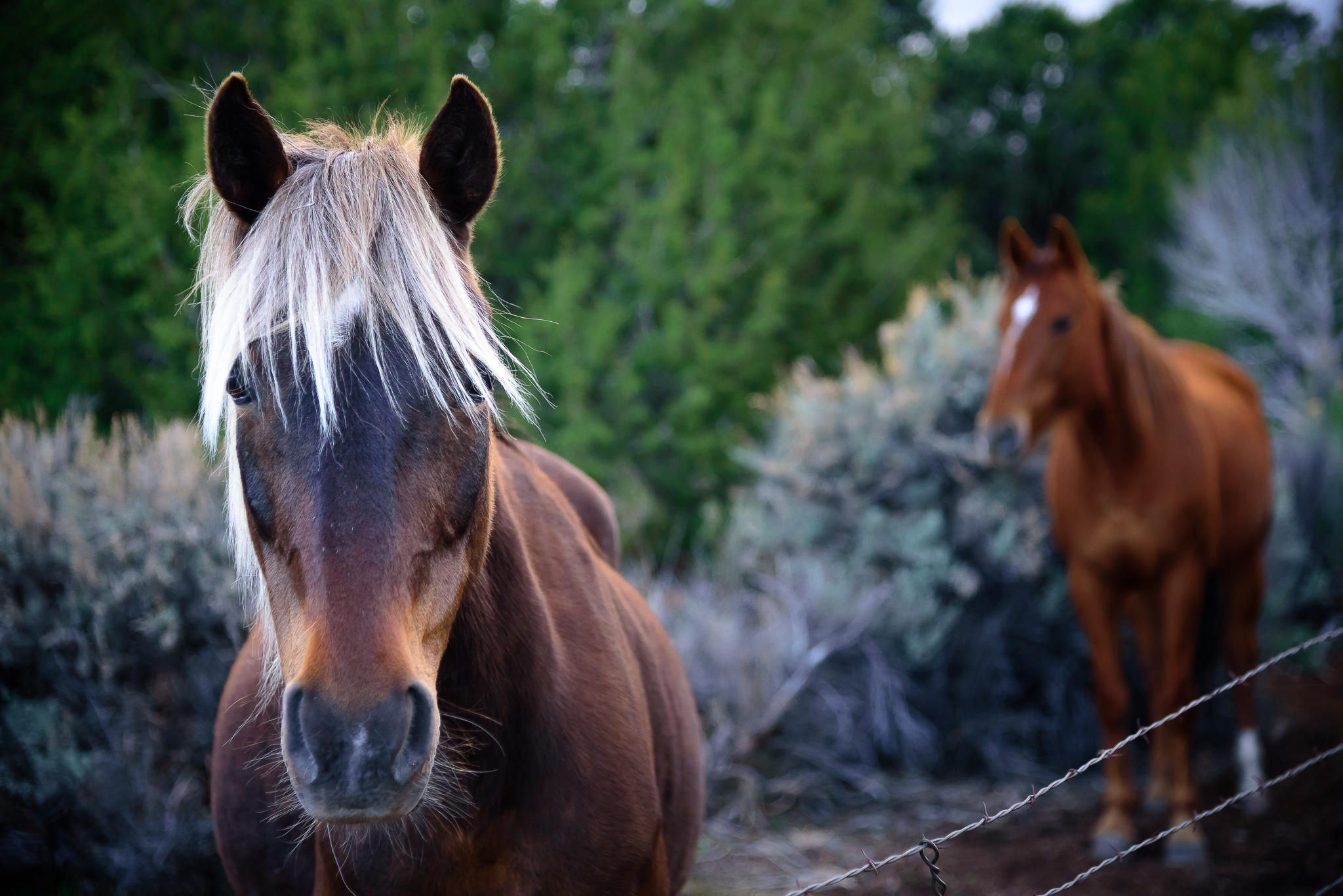 Fancy as they come. Capitol Reef National Park, UT.