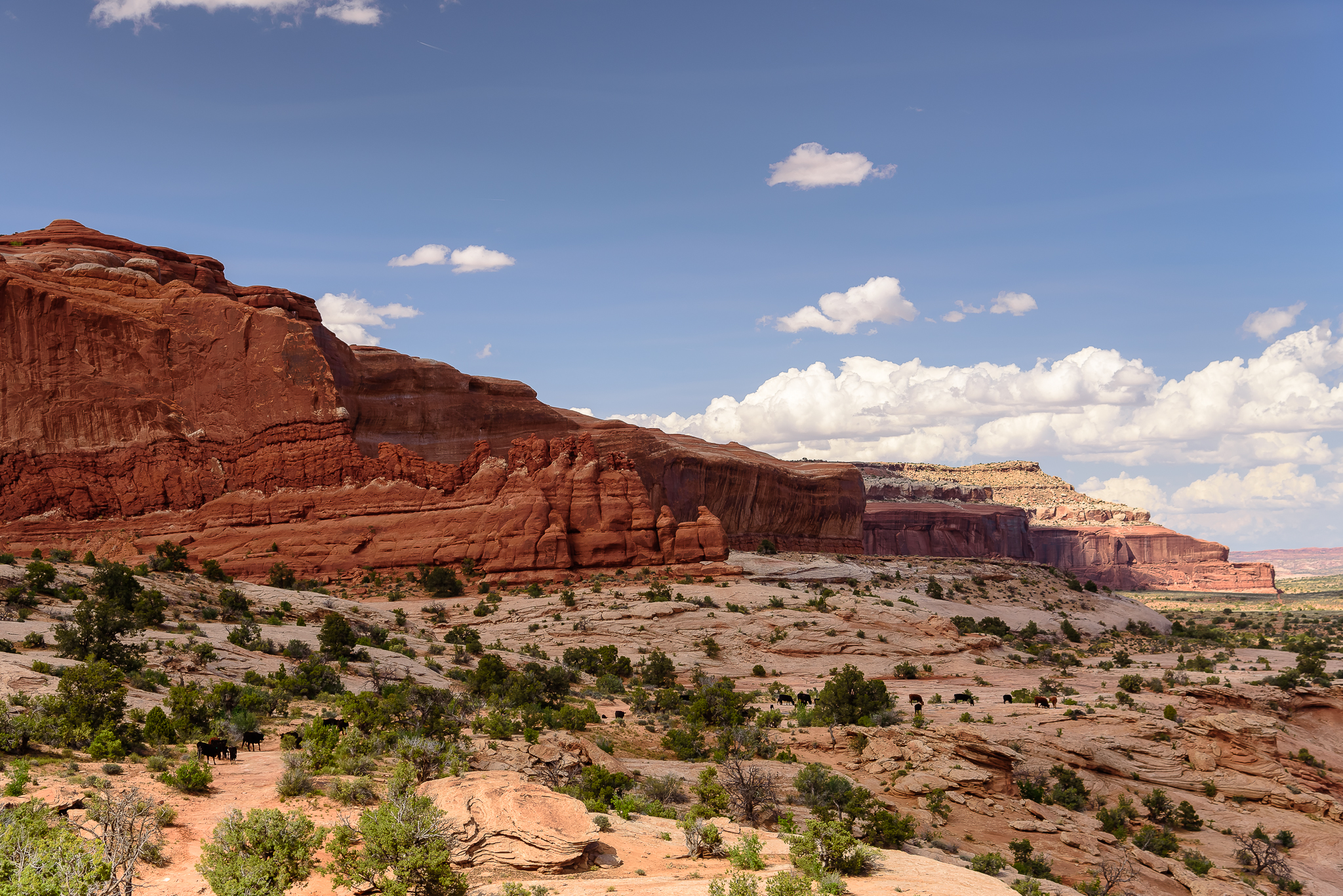 The cattle parade. Never had I seen (or heard) wild cattle on the move. Canyonlands National Park, UT.