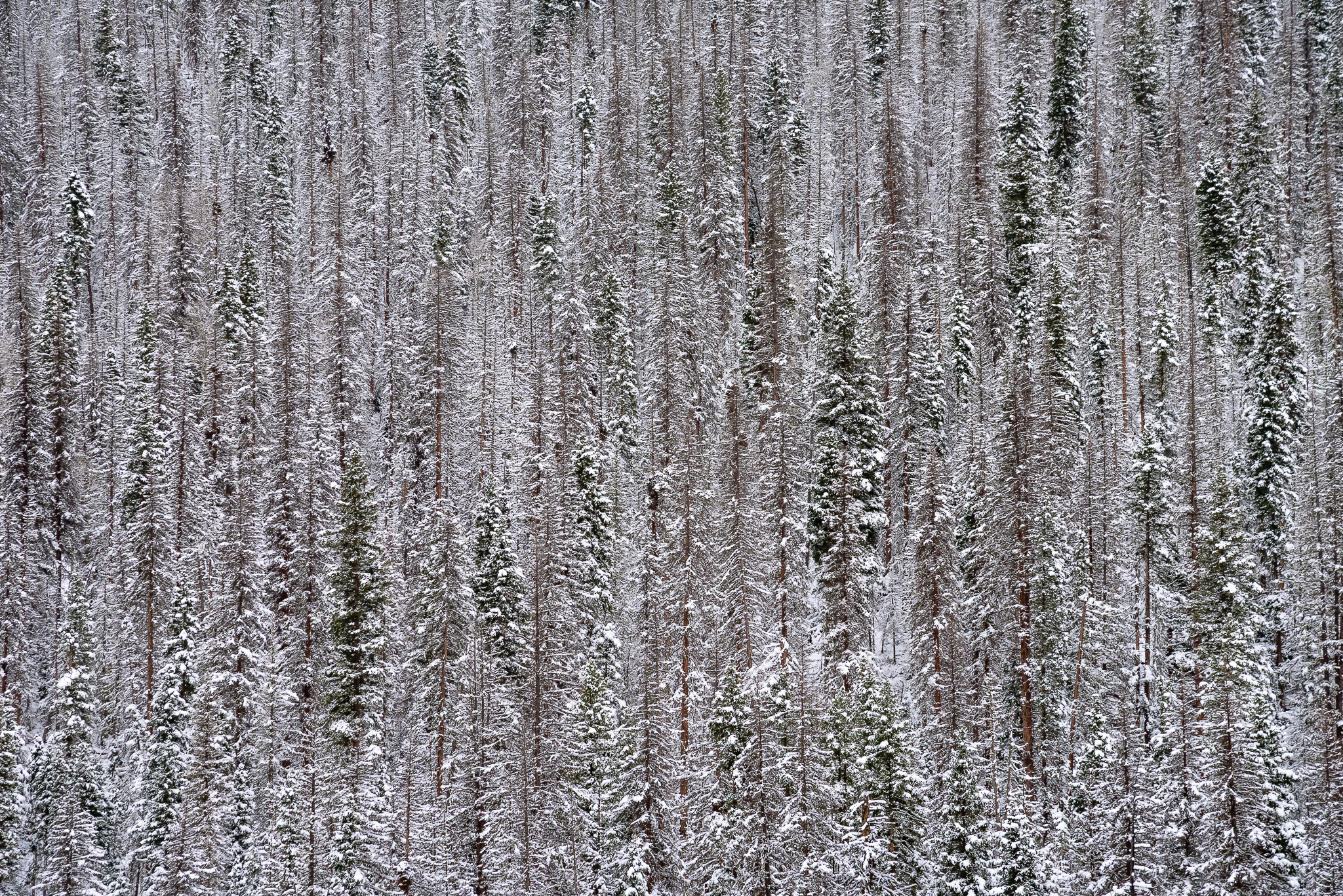 Noir Connectors. Wolf Creek Pass, CO.