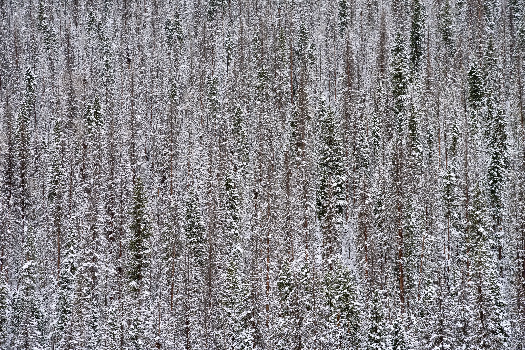  Noir Connectors.&nbsp; Wolf Creek Pass, CO. 