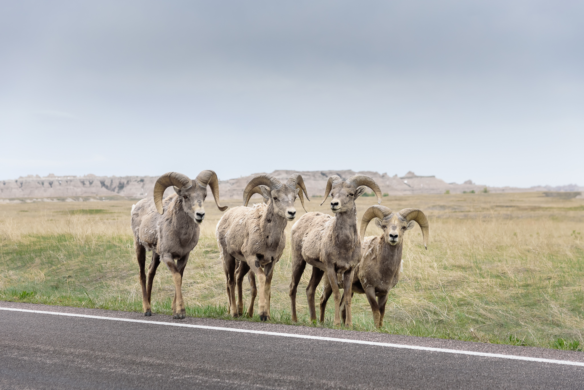  Who invited these dudes to the party?&nbsp; Badlands National Park, SD. 