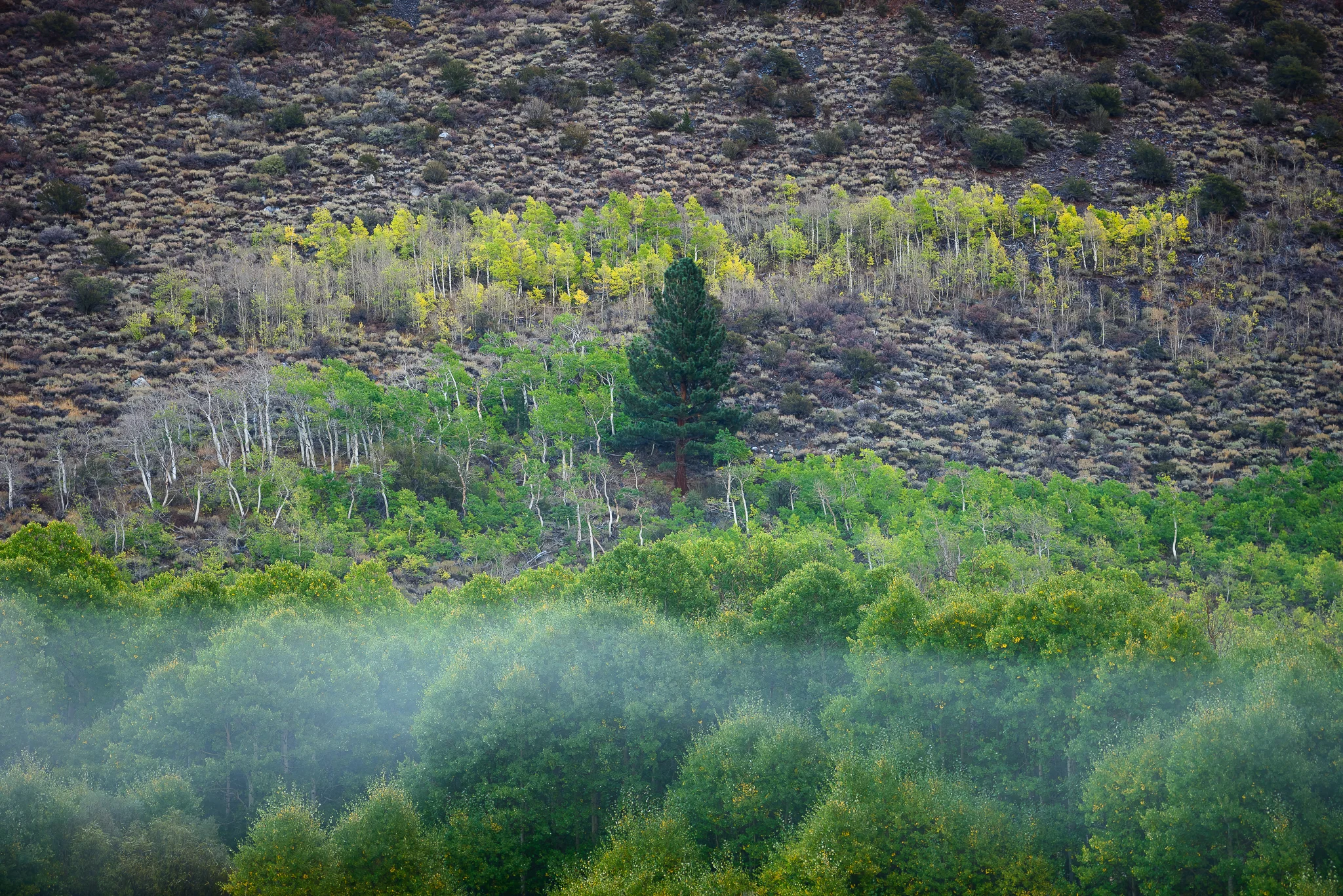 rush_creek_fog_pine.jpg