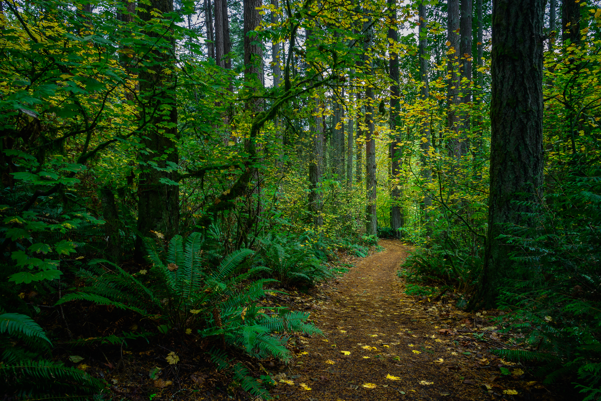 Tryon Park. SW Portland.