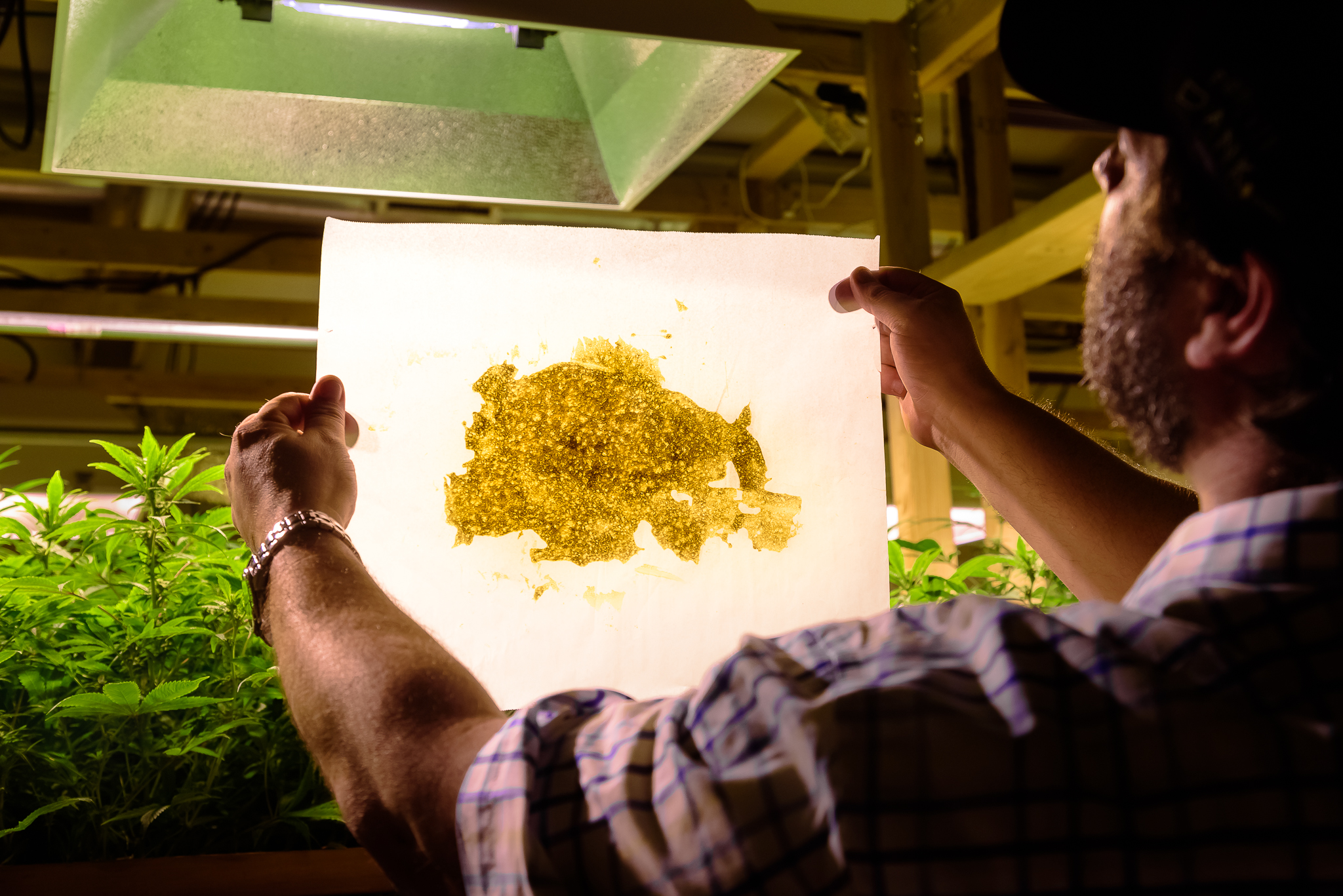 Dave holds up a fresh batch of shatter for inspection. Concentrates such as shatter (an extremely high THC solid resembling glass) aren't currently available for recreational sale, but medical patients aren't restricted in their selections.