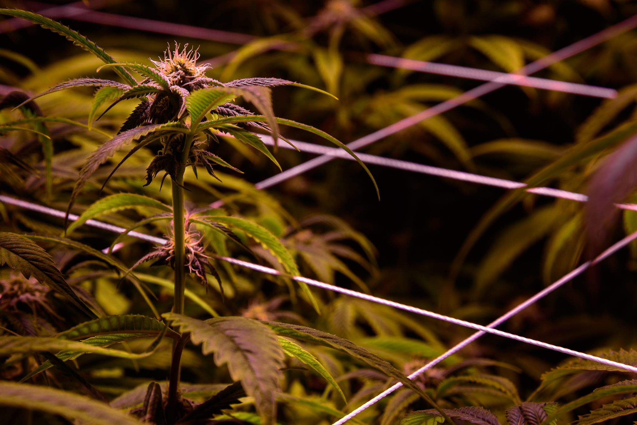 The intricacies of a well dialed indoor grow setup. 