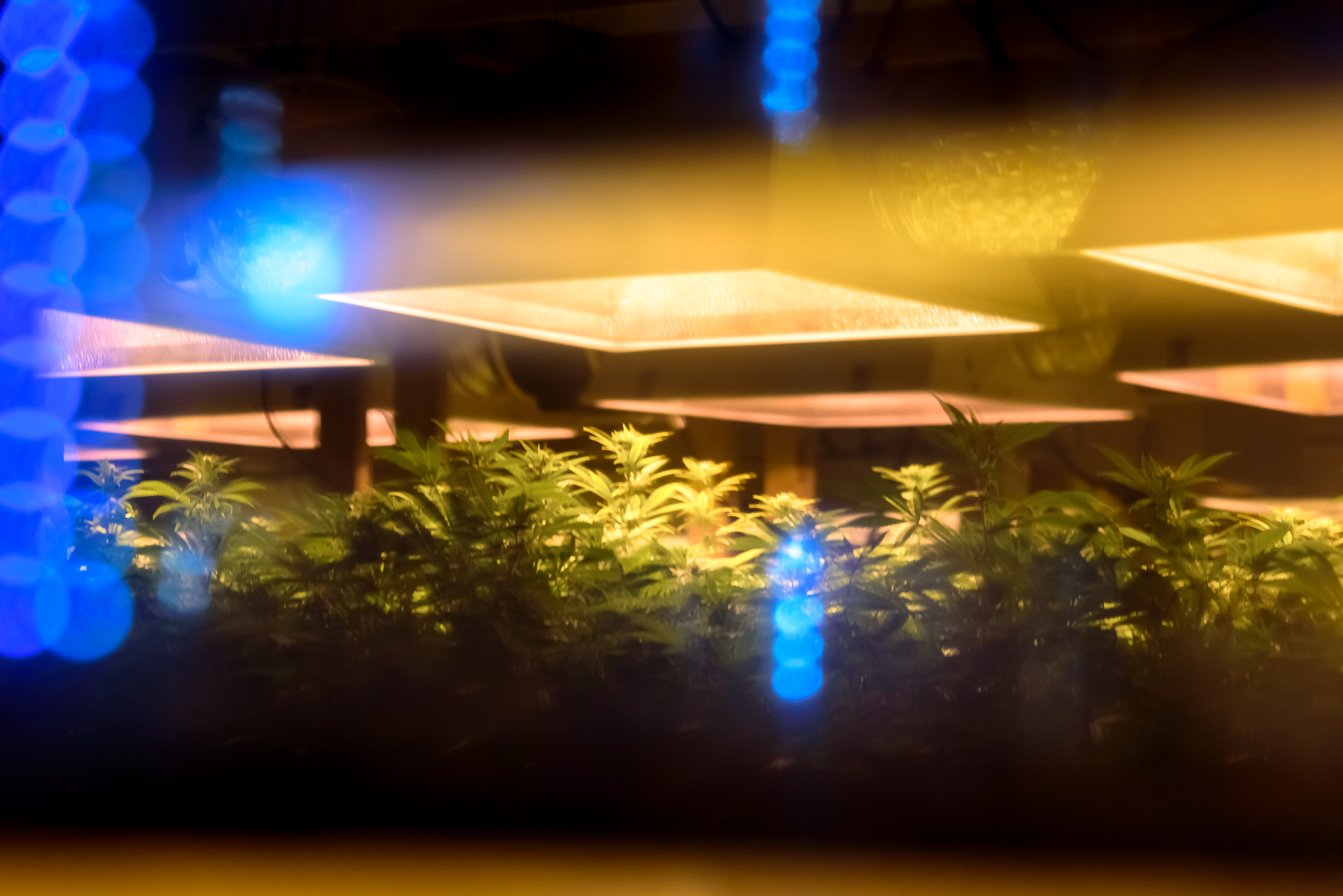 Reflected scenes from within the grow room.