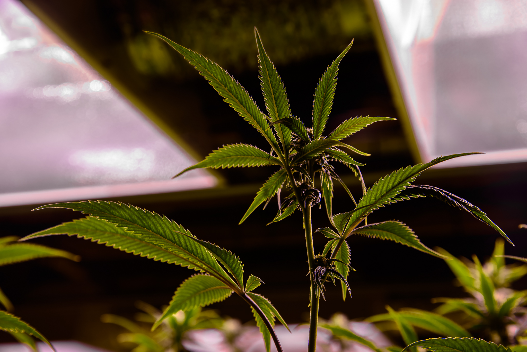 Polarizing and classic. The quintessential image of a cannabis leaf will likely become more accepted than ever before. 
