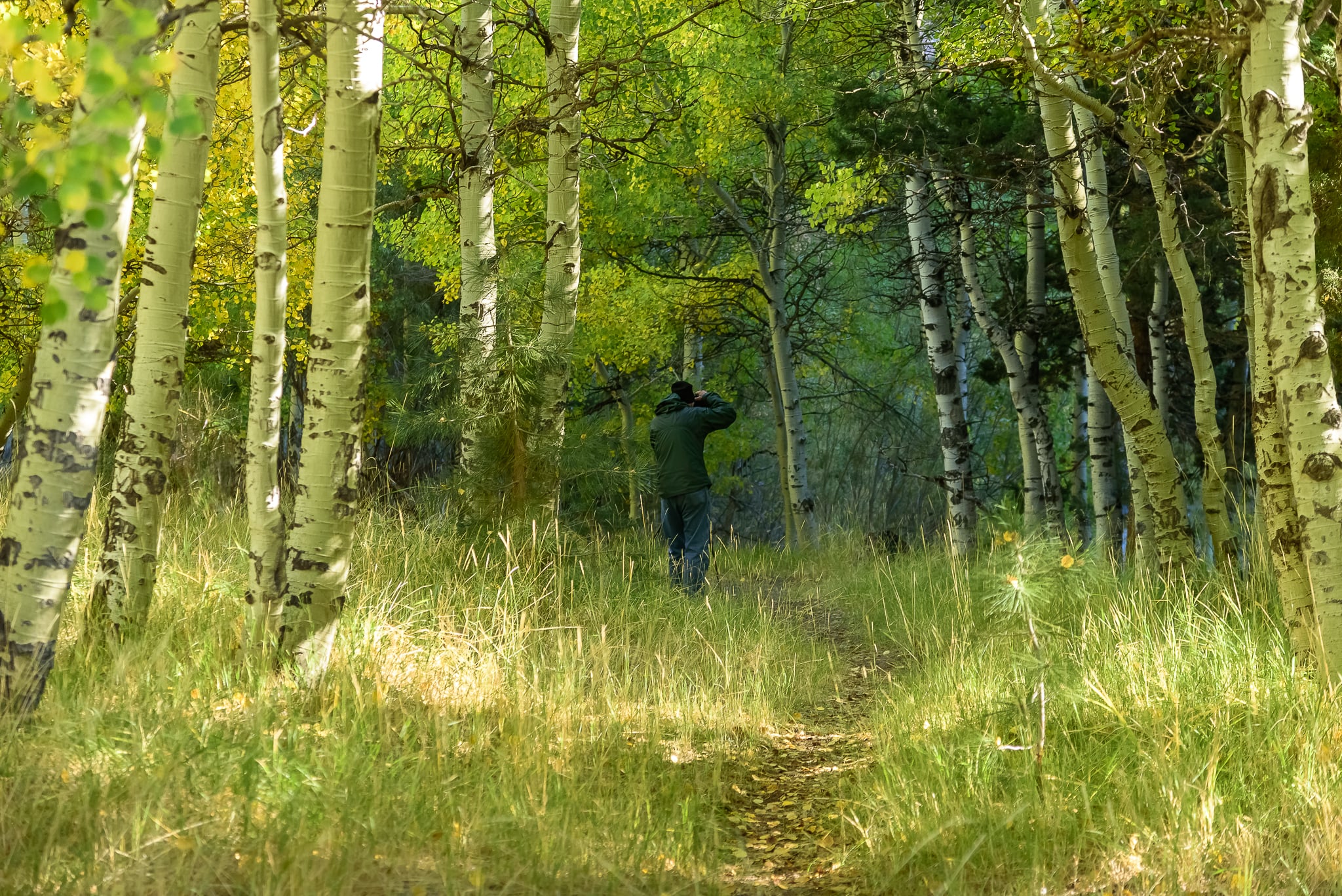 rush_creek_fred_morning_trees.jpg