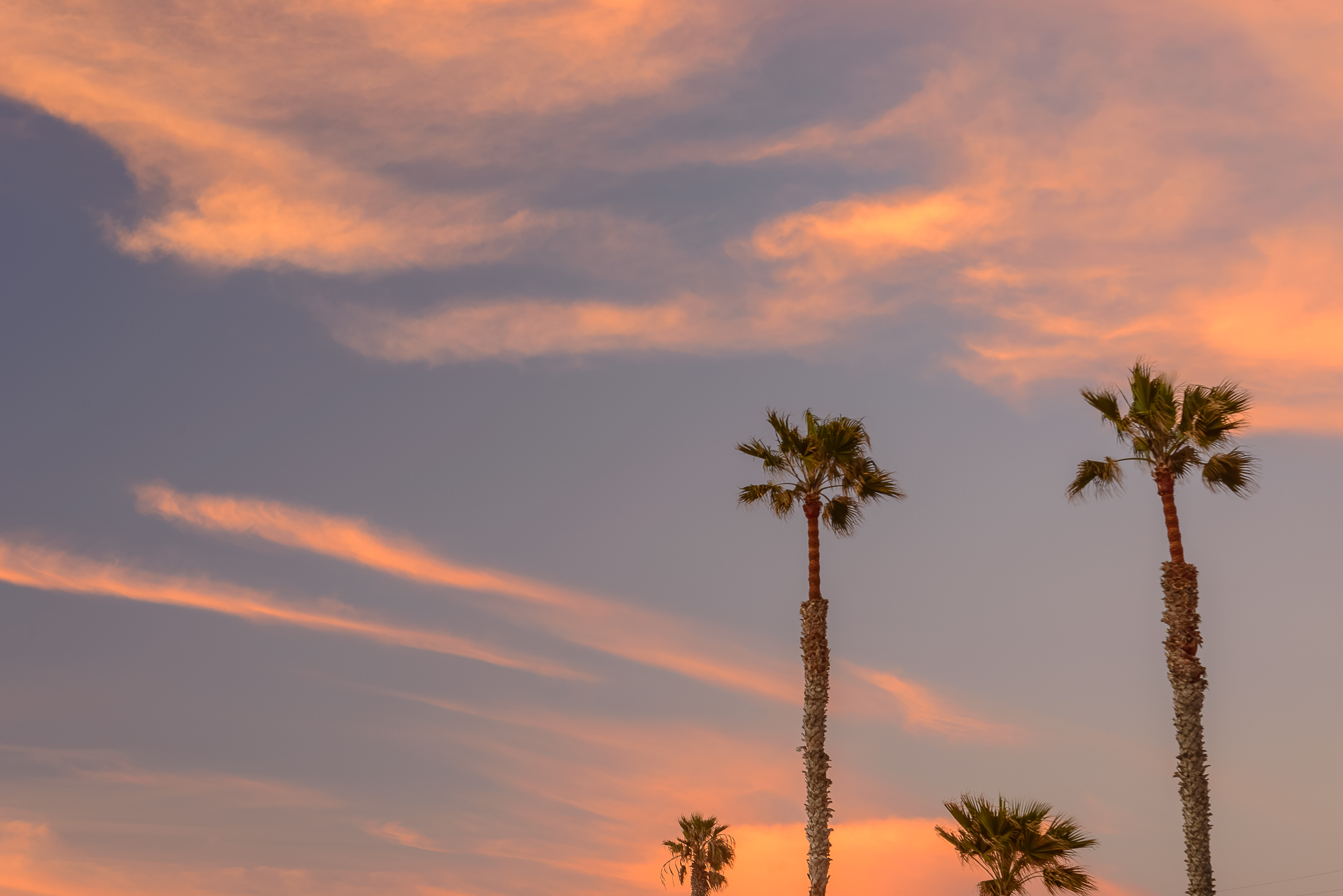 Do the dance of the palms.&nbsp; San Diego, CA 