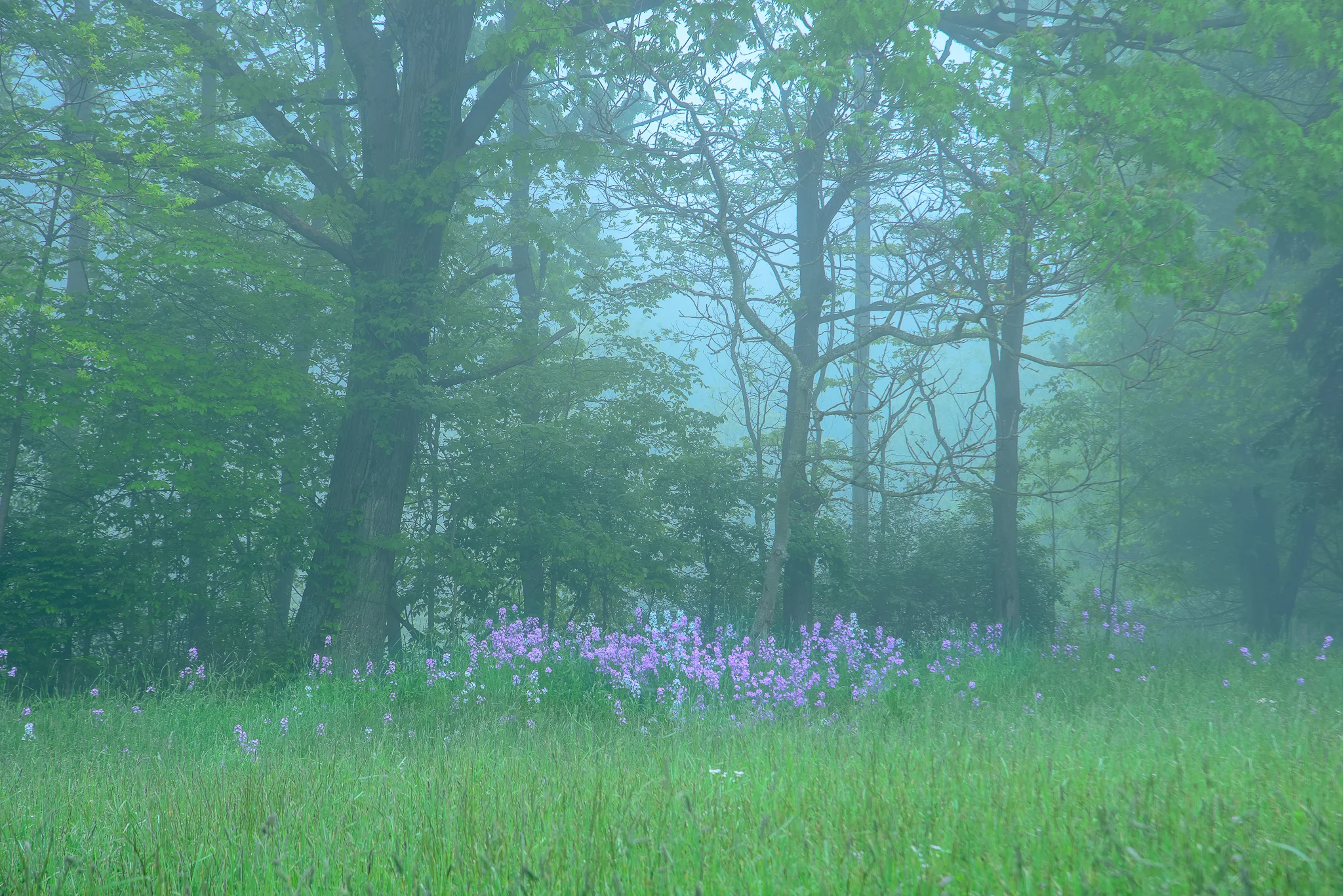 Back roads, spring mornings. Greensburg, PA.