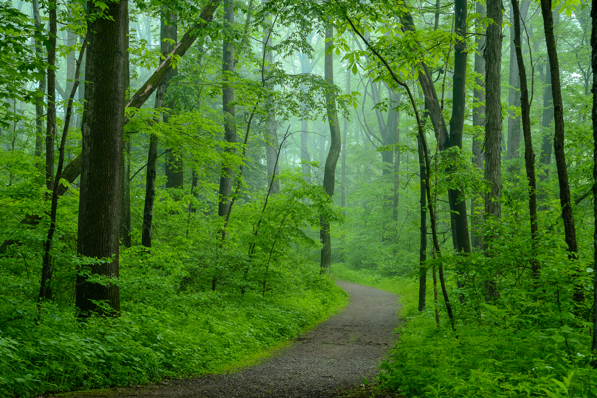 Oregon or Pennsylvania? This old growth forest had me questioning where I truly was. Harrison City, PA.