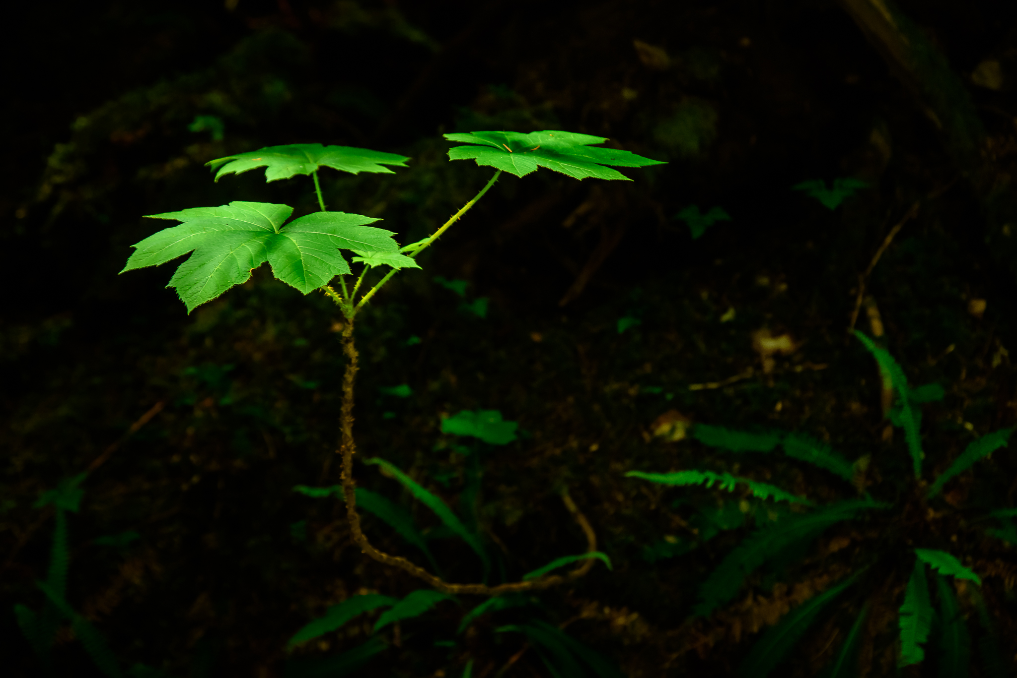 Light, finding a way in. Mt. Rainier National Park, WA.