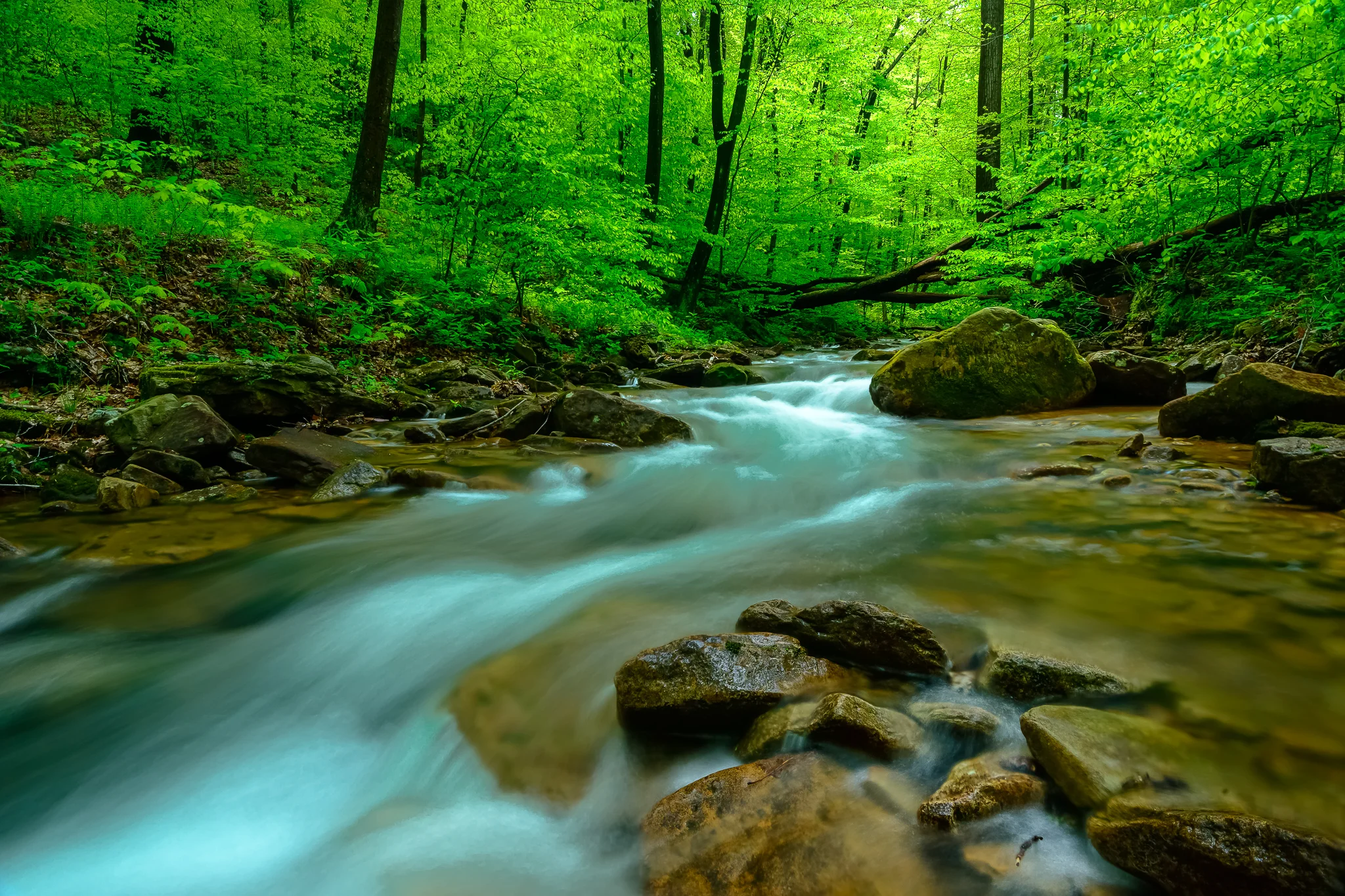 excela_lynn_run_tree_gate_stream-2