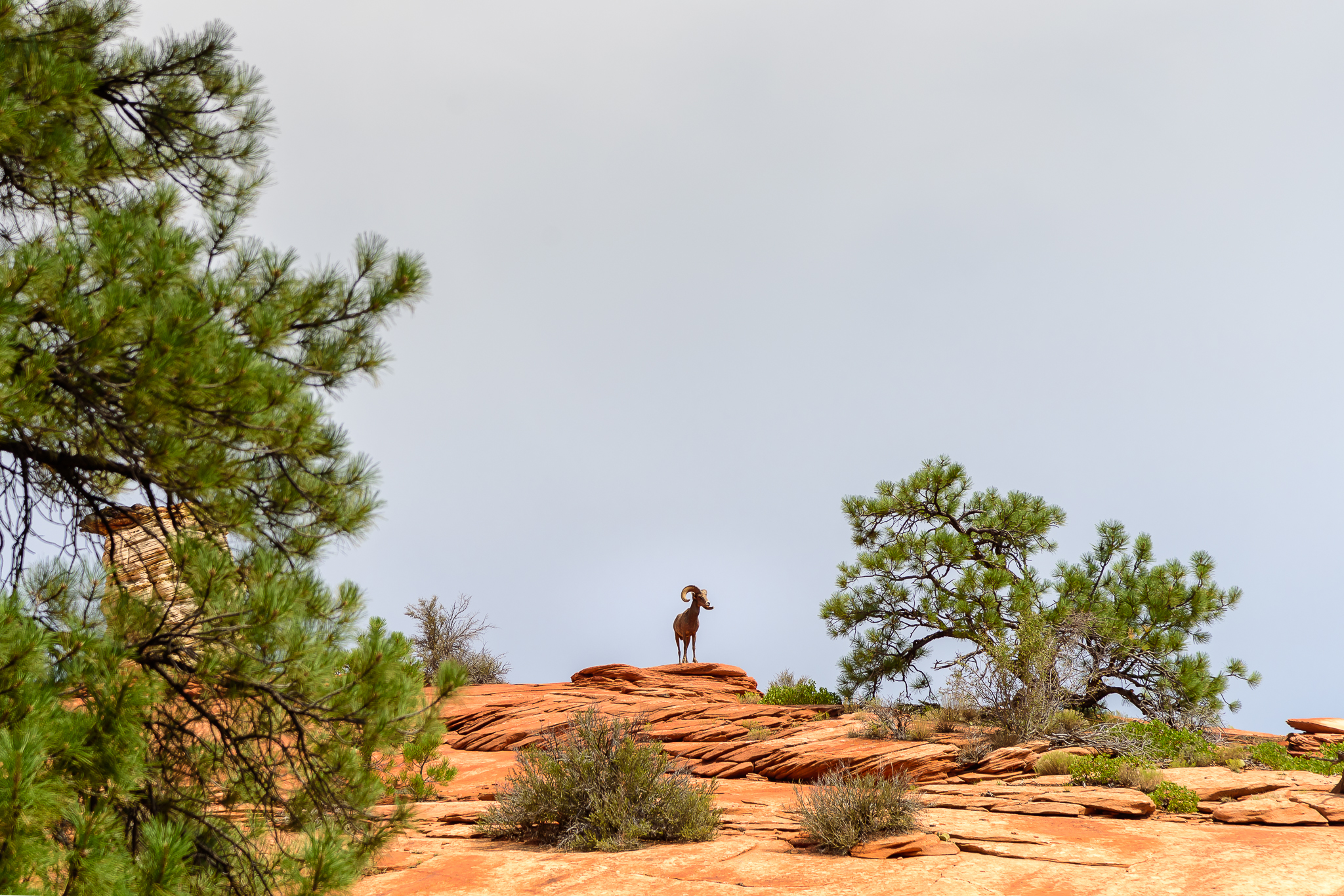 With two bighorn sheep a mere 30 yards away, it was no surprise that others appeared above us to investigate the situation. Zion National Park, UT.
