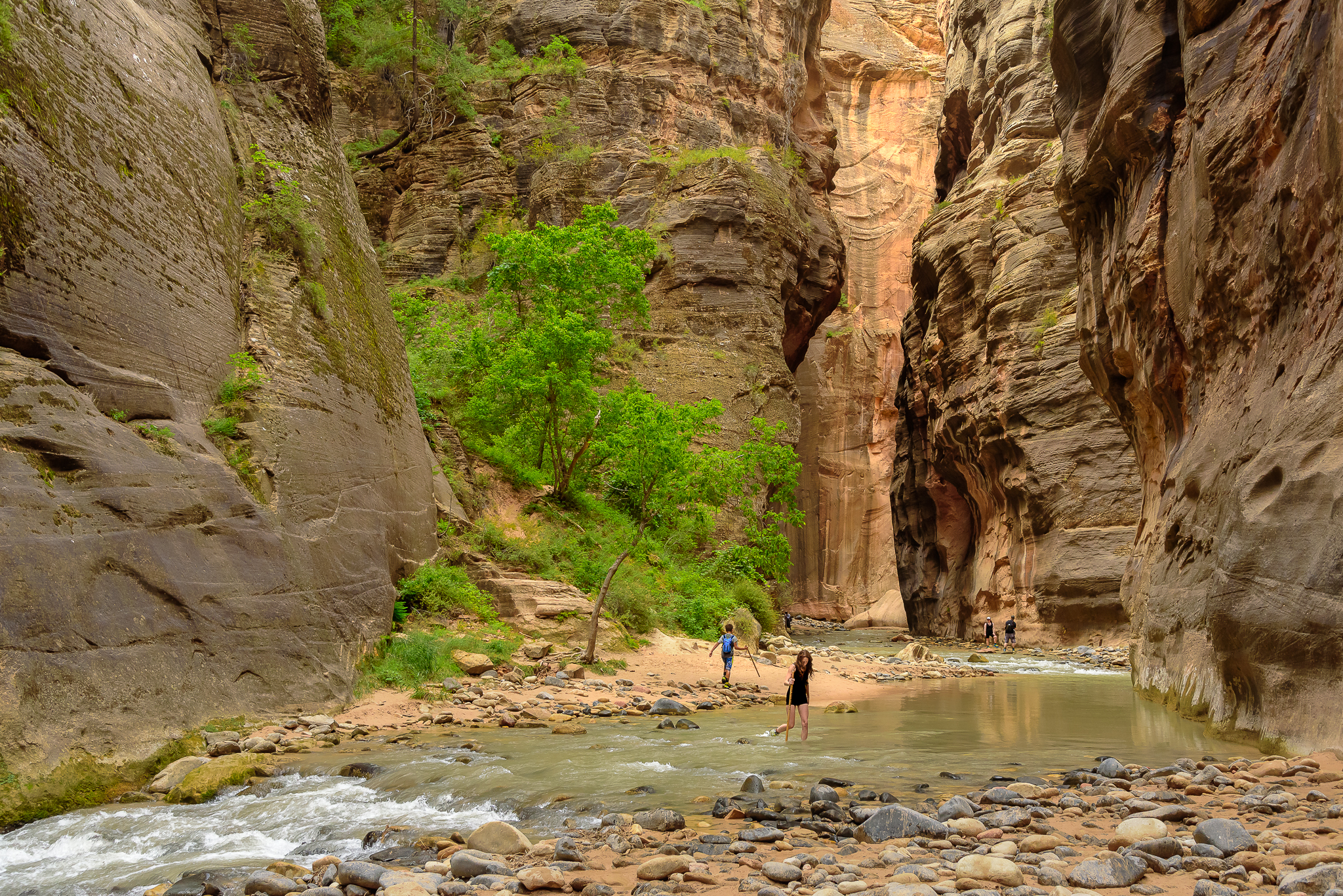 Prehistoric and primal. Zion National Park, UT.