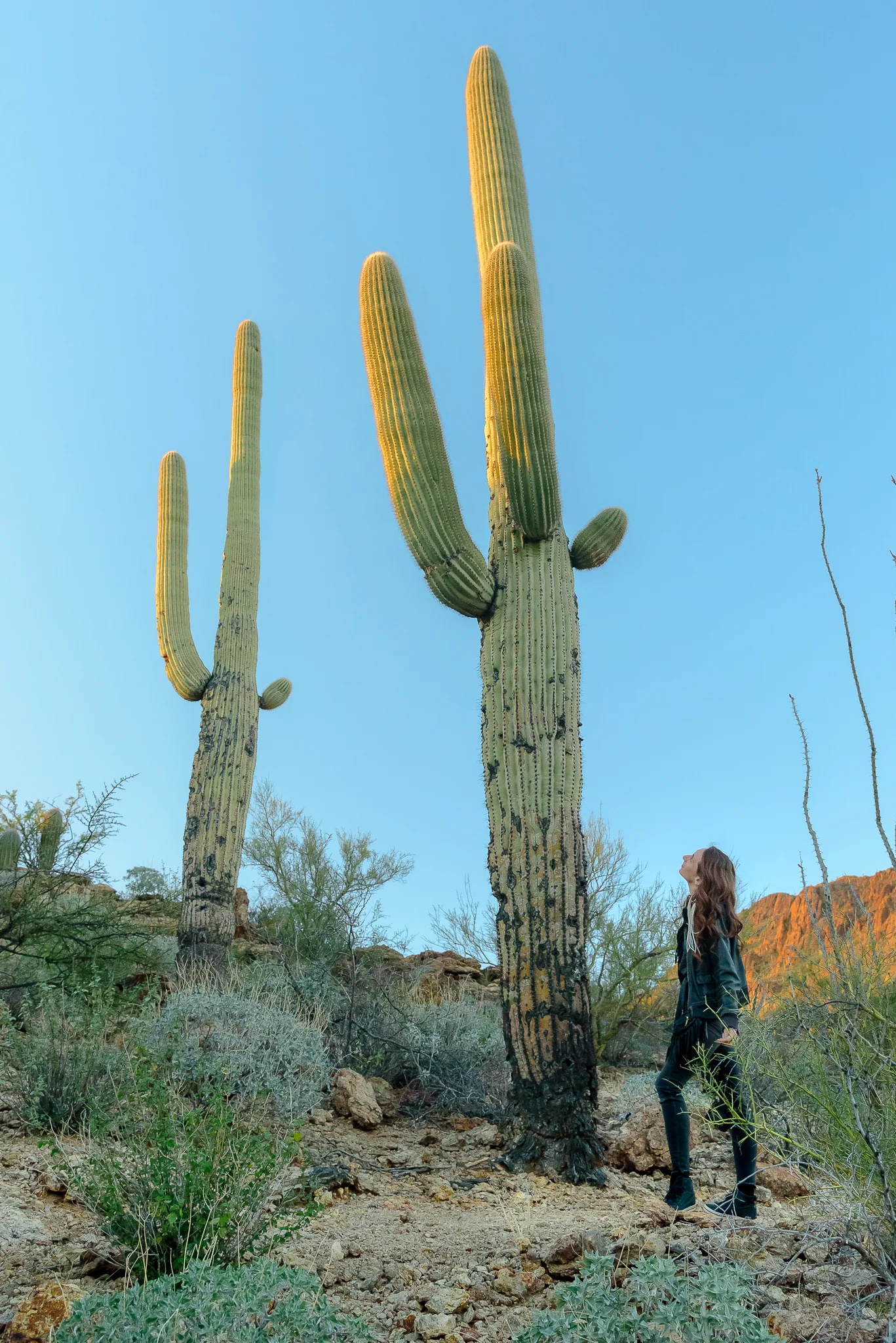 Well aren't you a tall drink of water... Tucson Mountain Park, AZ.