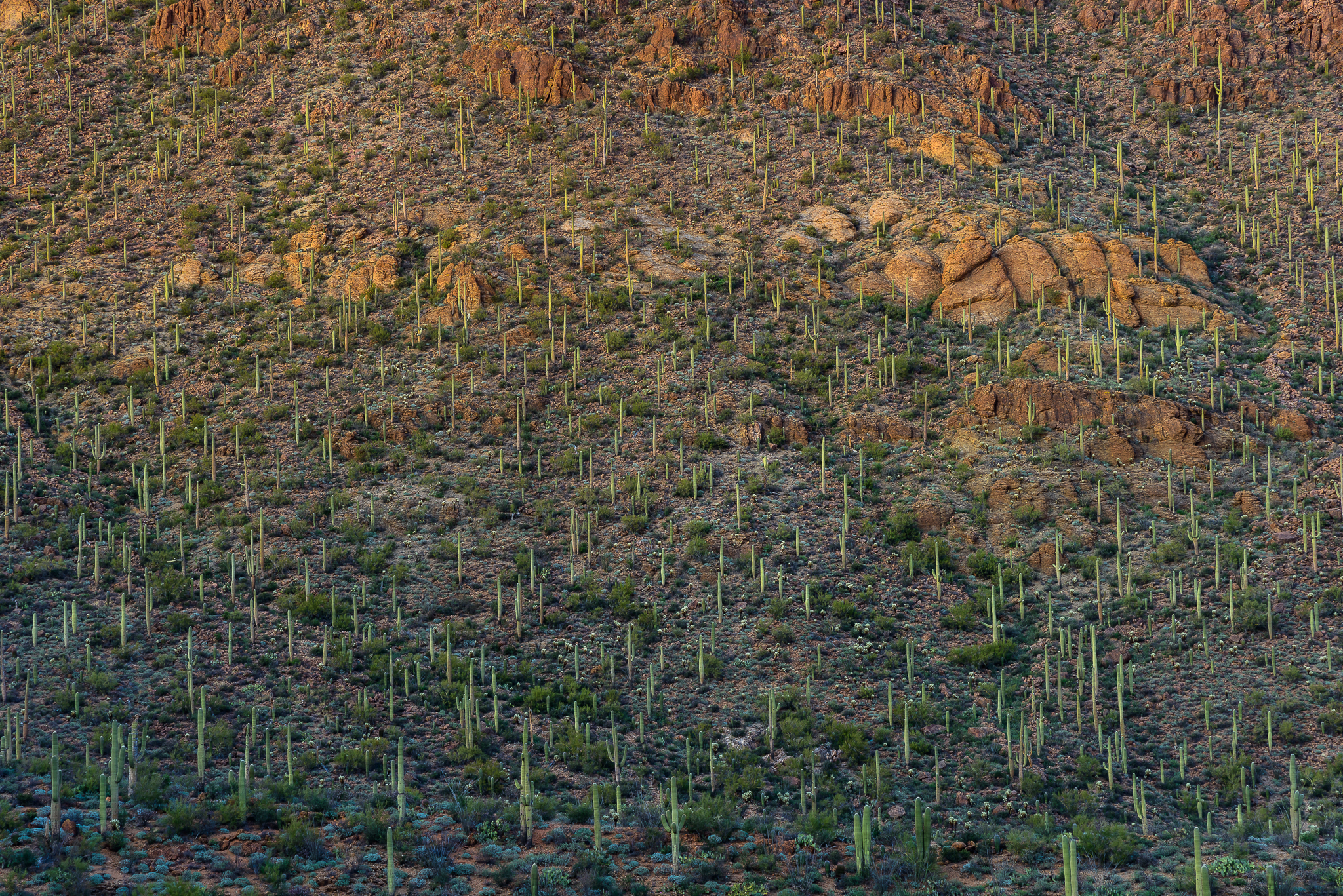 Saguaro carpeting. Tucson Mountain Park, AZ.