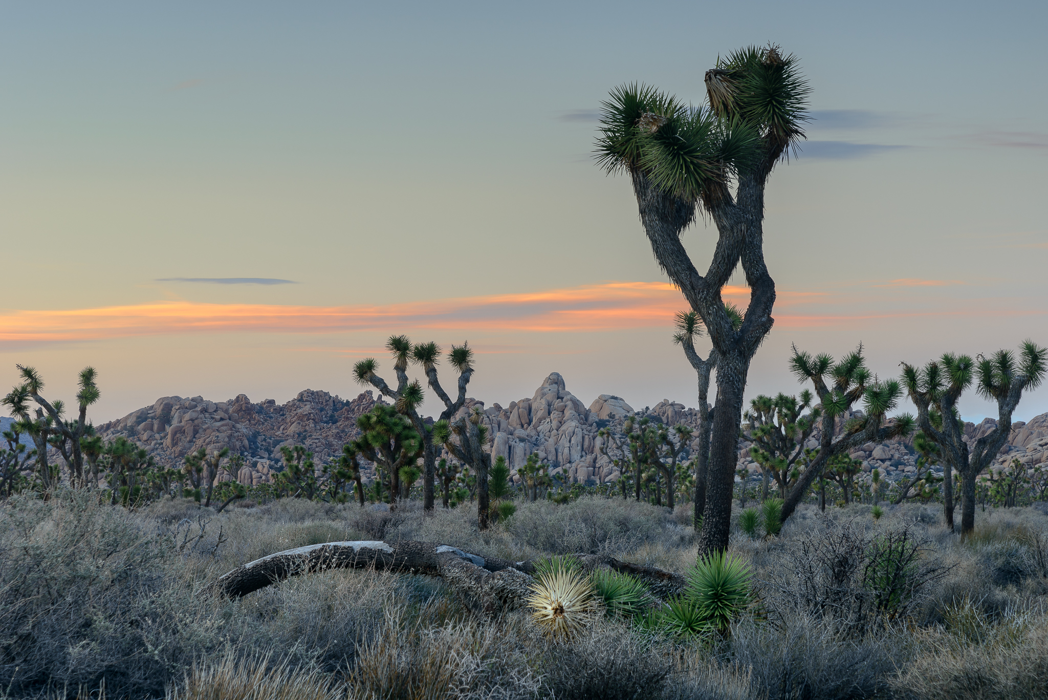 Joshua Tree National Park, CA.