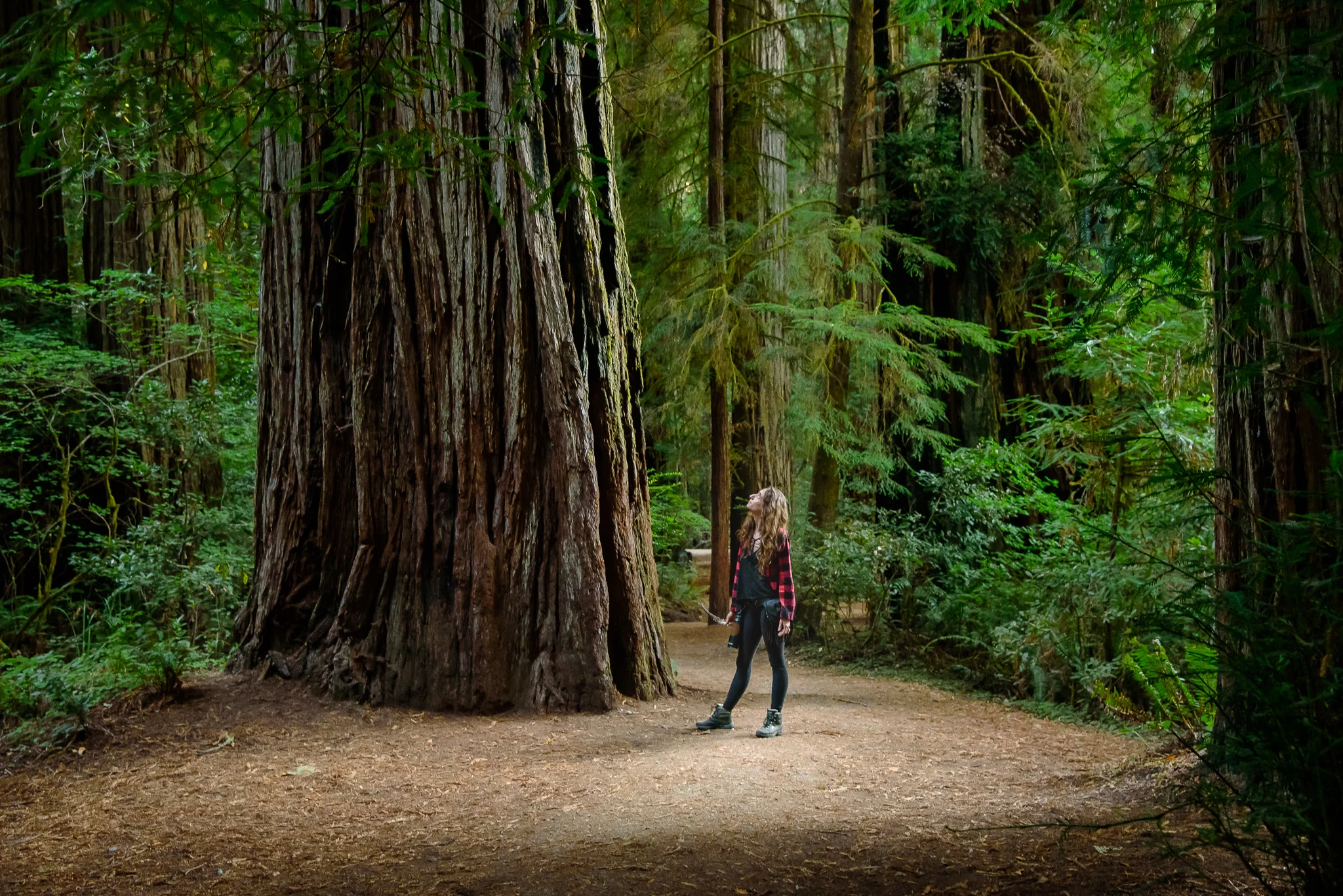 jedidiah_smith_redwood_state_park.jpg