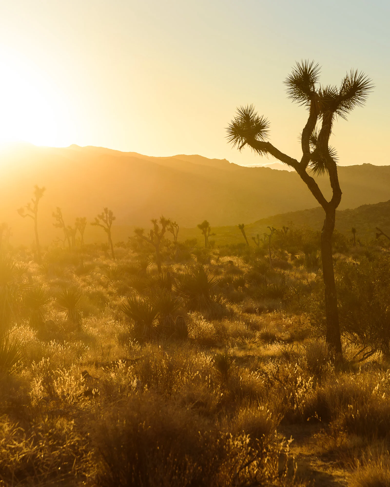 Golden hour shining bright in Joshua Tree National Park, CA.