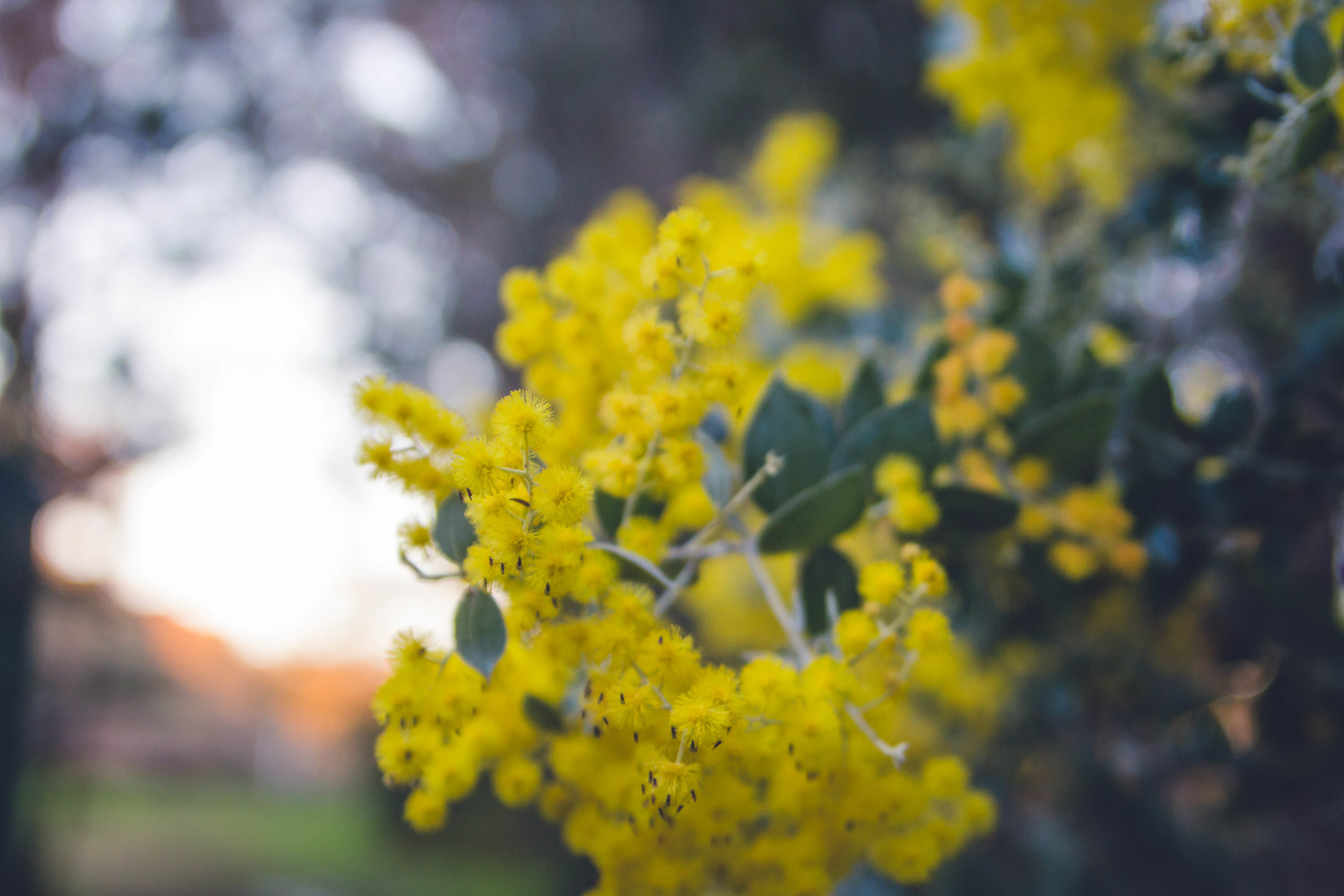 I really love Aussie Wattles. They are full of colours and so vital. Love them!