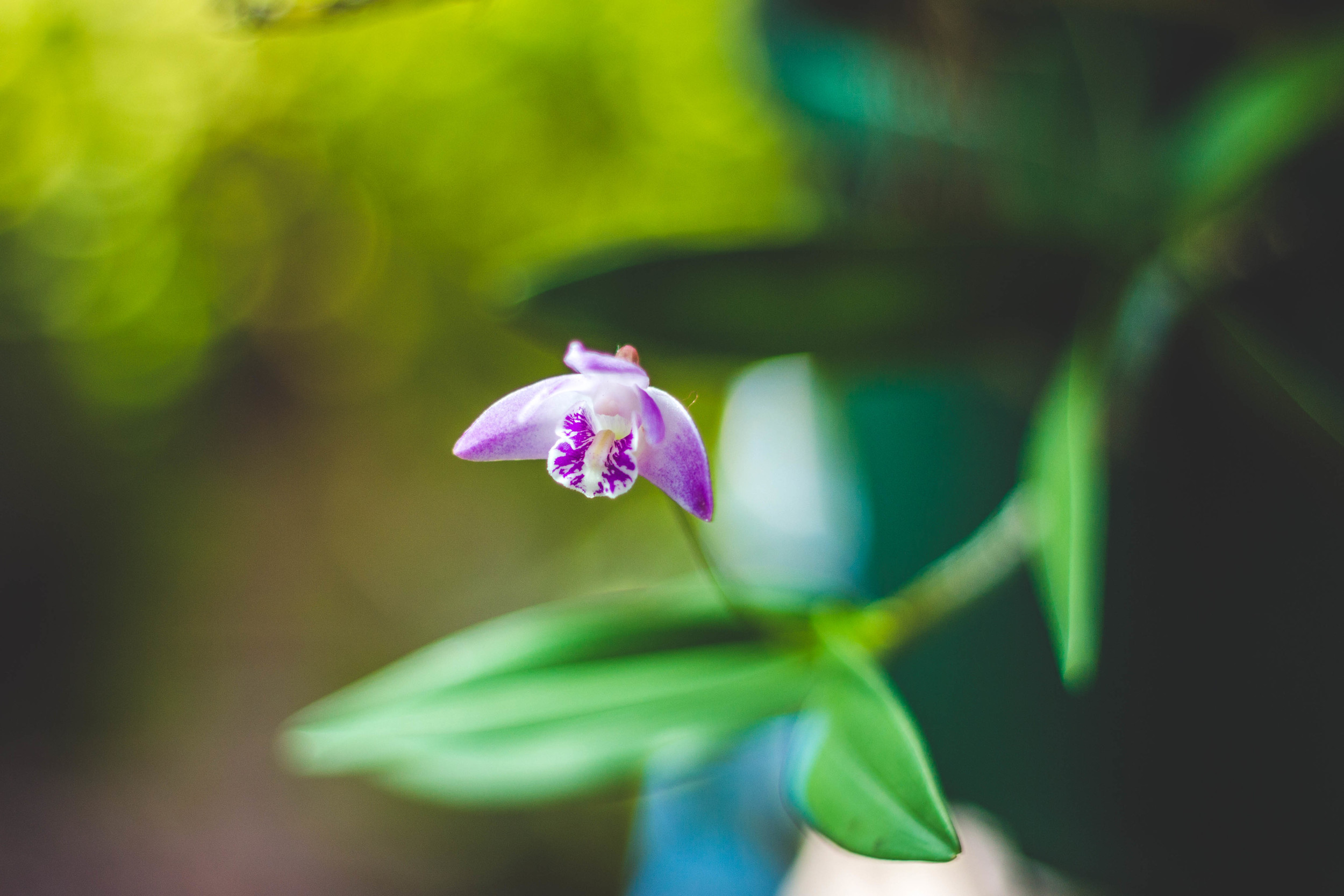 Baby Orchid...