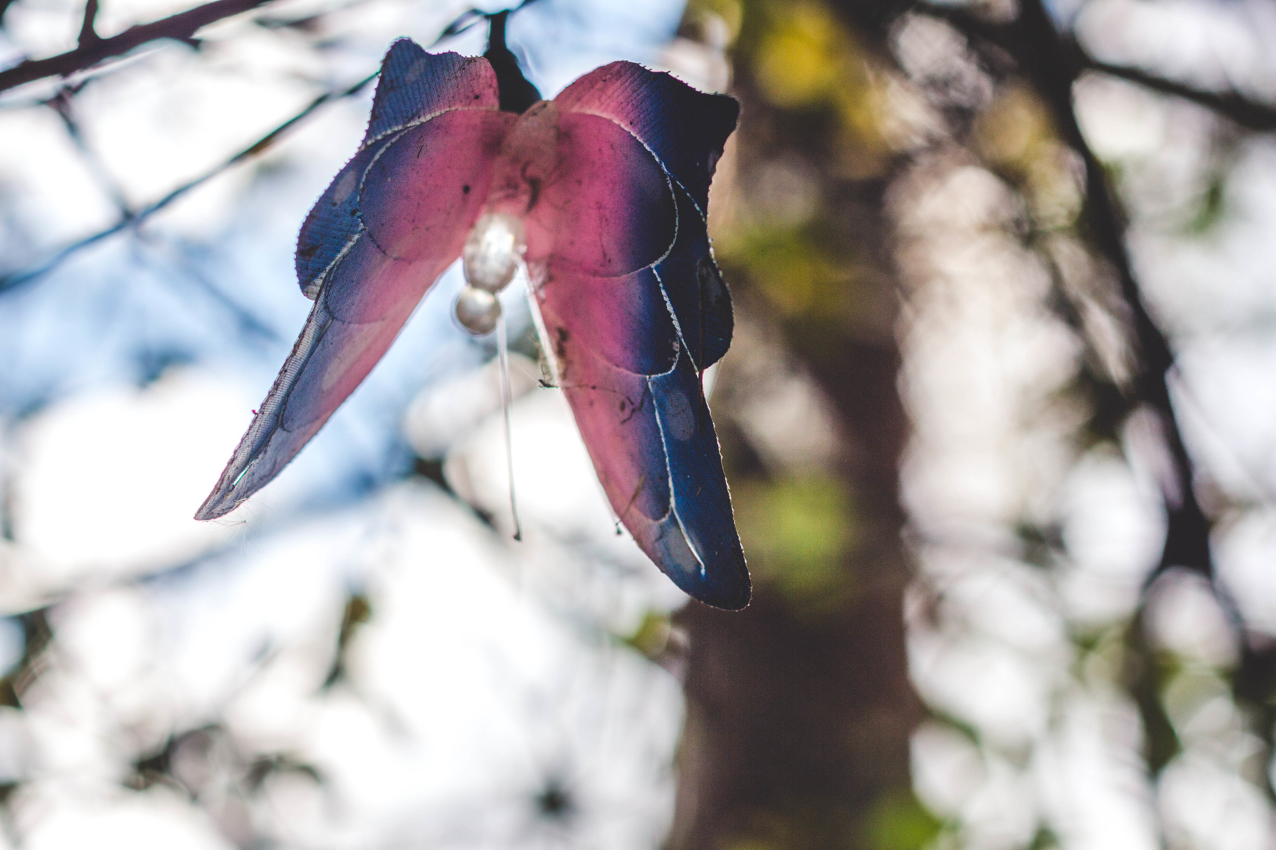 Had so much fun shooting these butterflies...