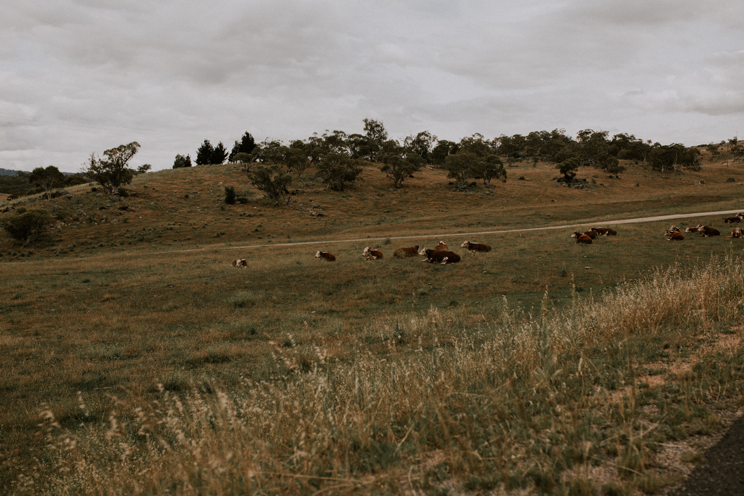 2A4A8733-1.jpg
