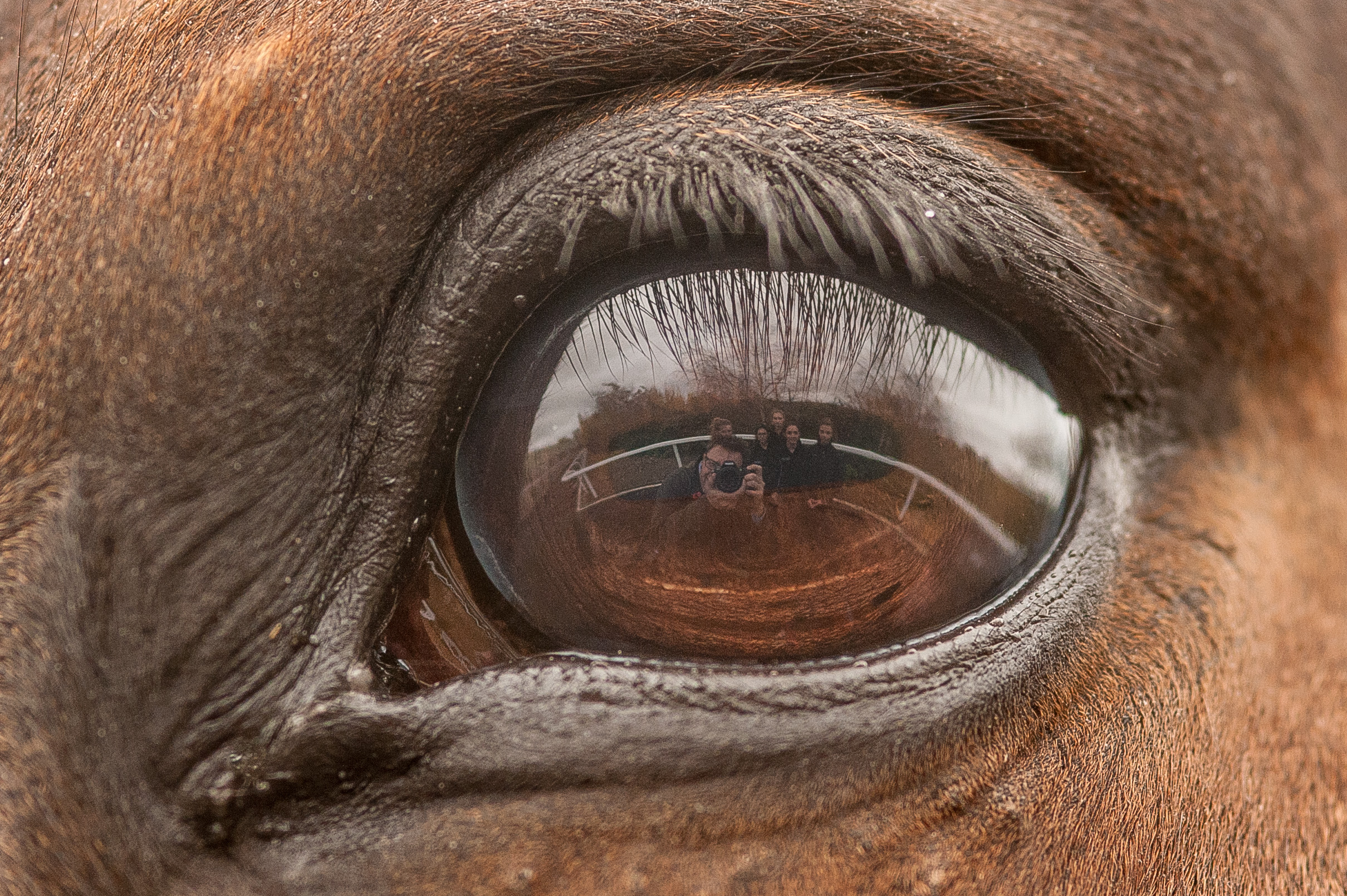 hartpuryequine-0255.jpg