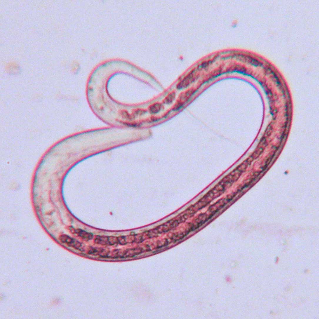worm-2.jpg