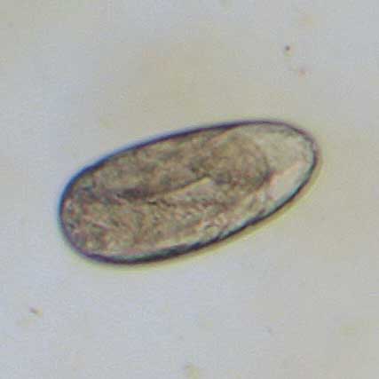 embryonated-egg-2.jpg