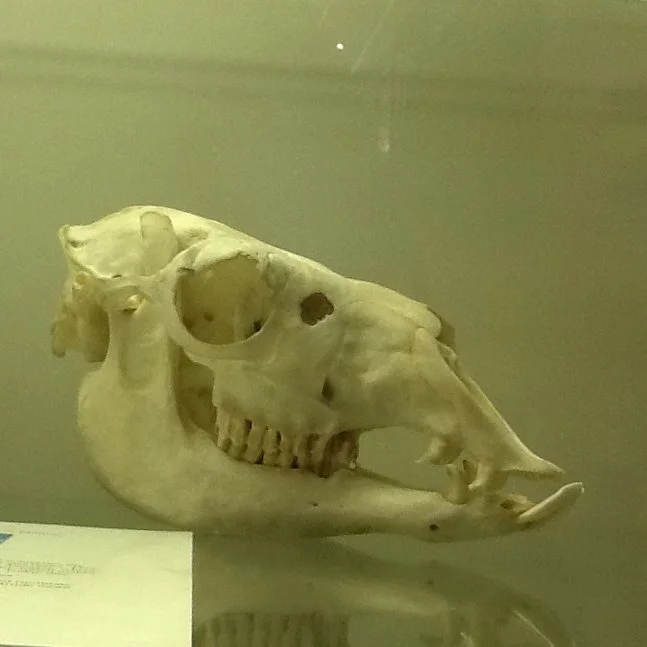 alpaca skull.jpg