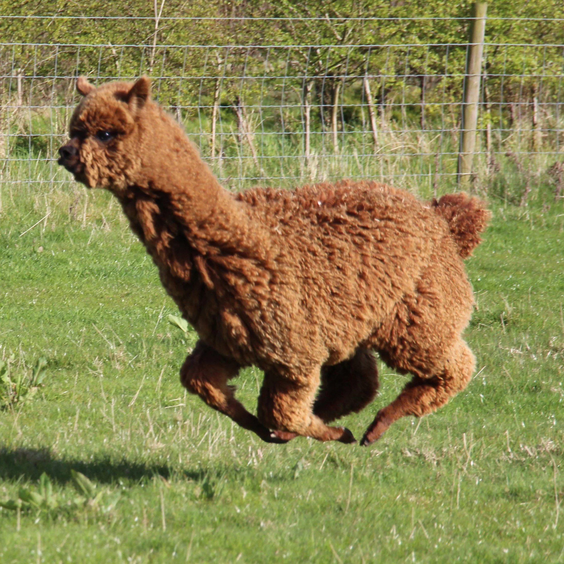 Baby alpaca pronking.jpg