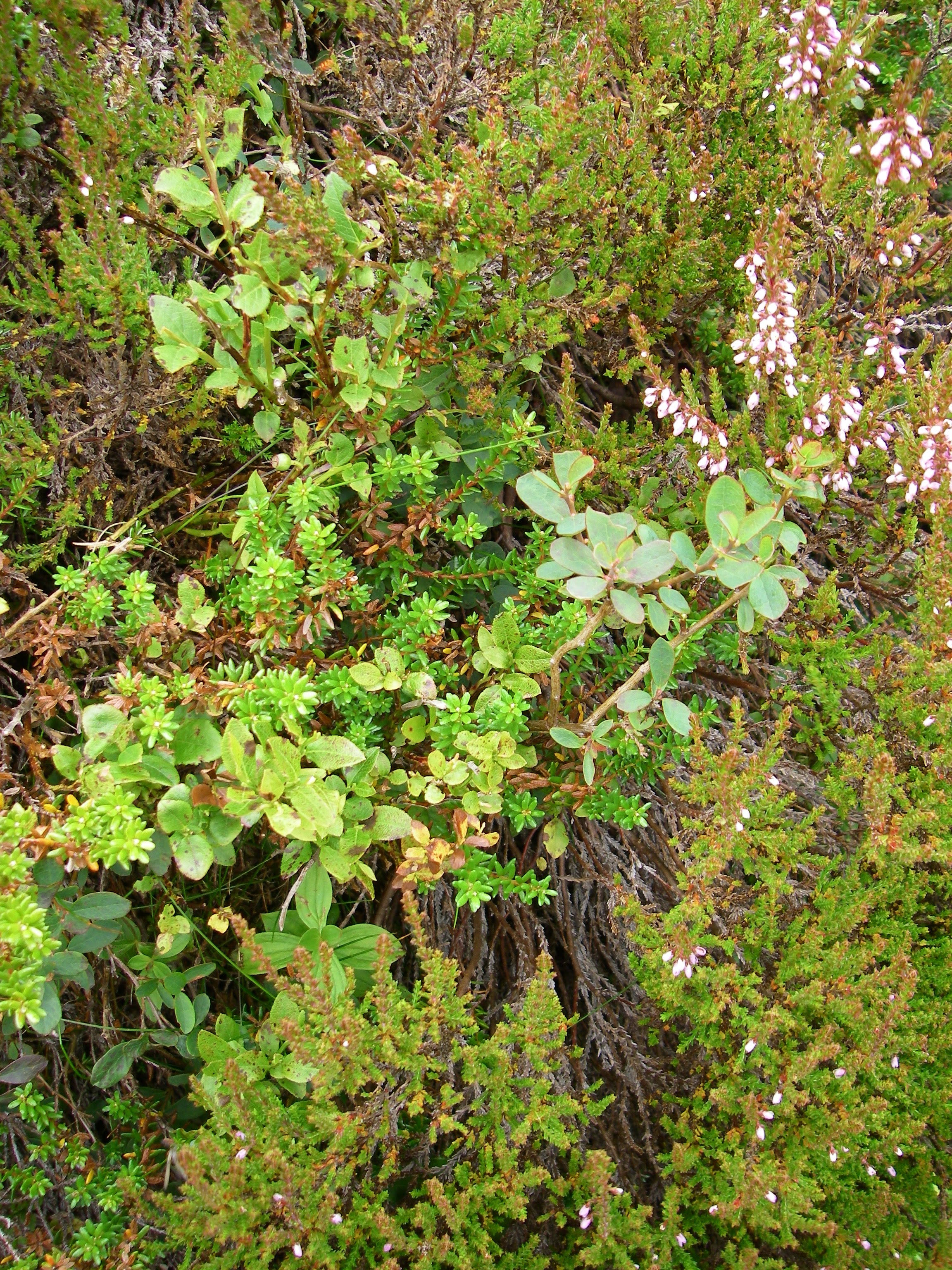 H22 Vaccinium myrtillus - Rubus chamaemorus heath with Vaccinium uliginosum centre right, Ben Vrackie, Perth & Kinross