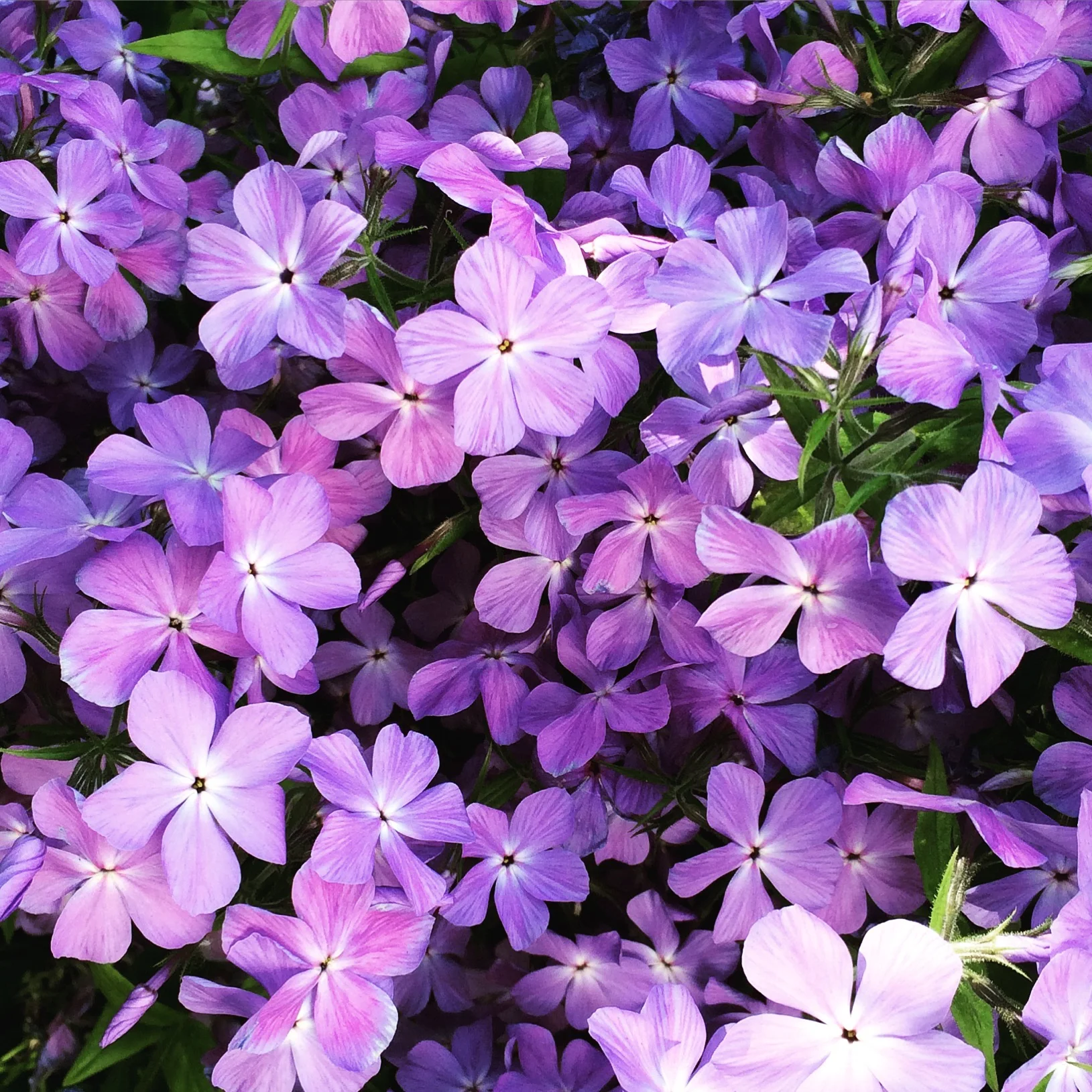early Spring pops of colour
