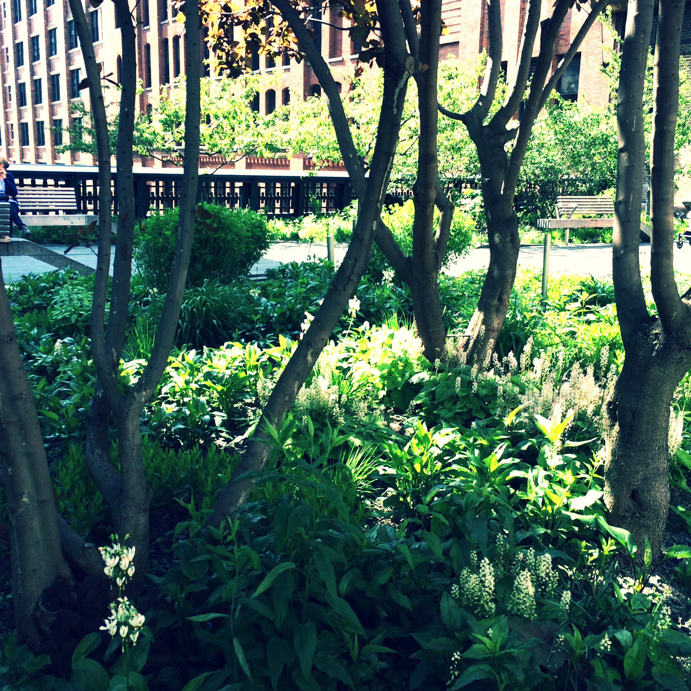 beautiful planting under the trees