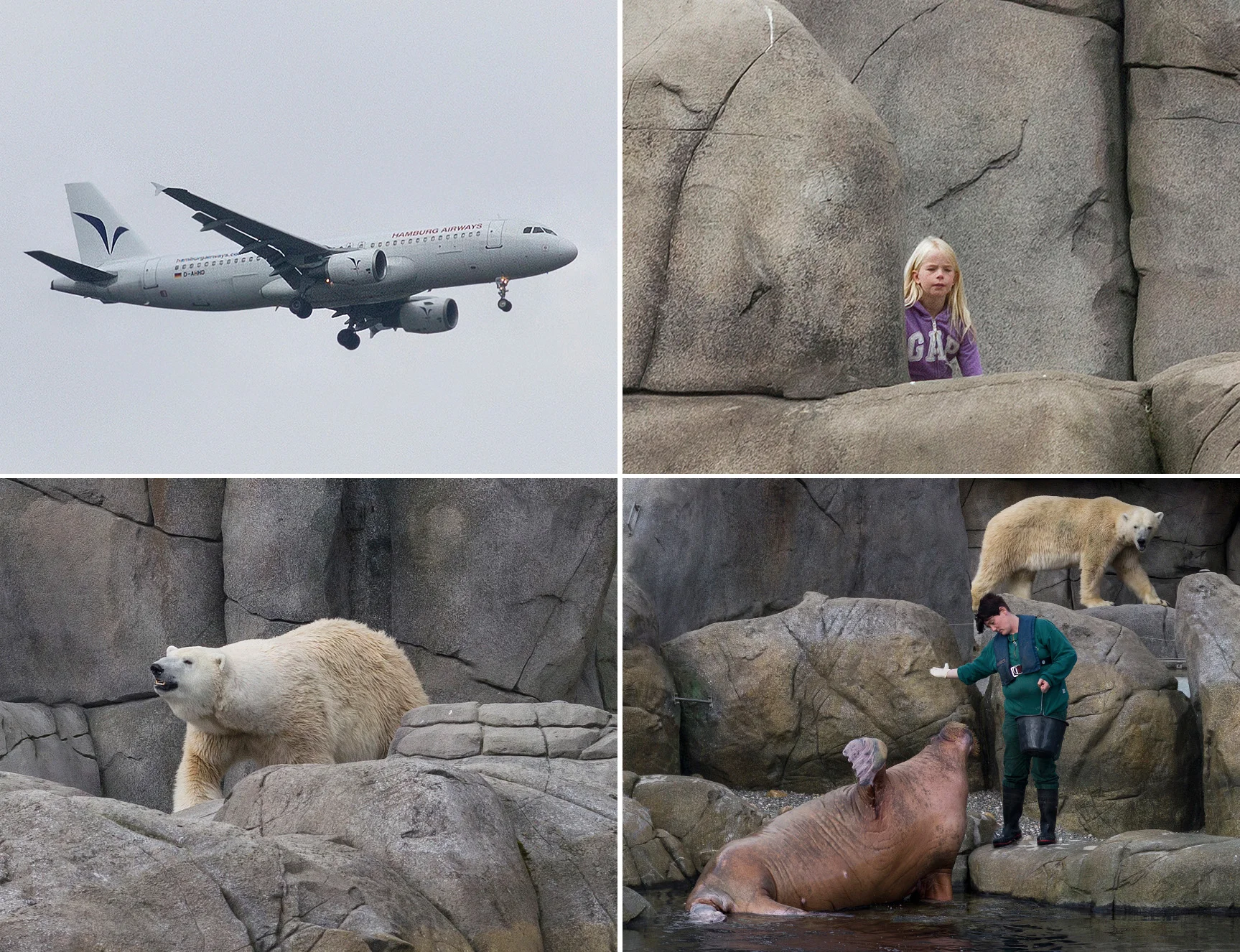 polarbear_hamburg.jpg