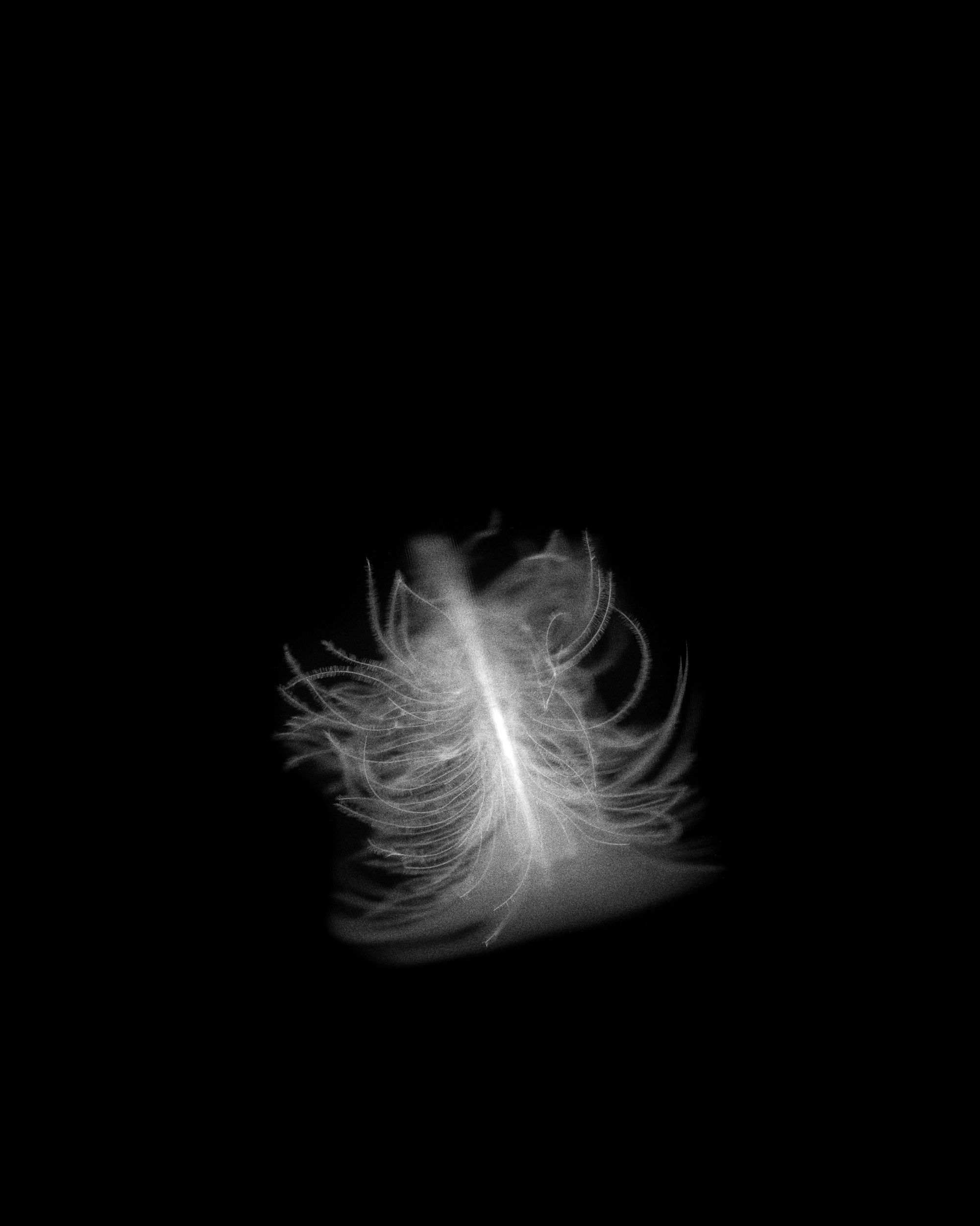Goose feather collected in Wilhelminapark, Breda (2017)