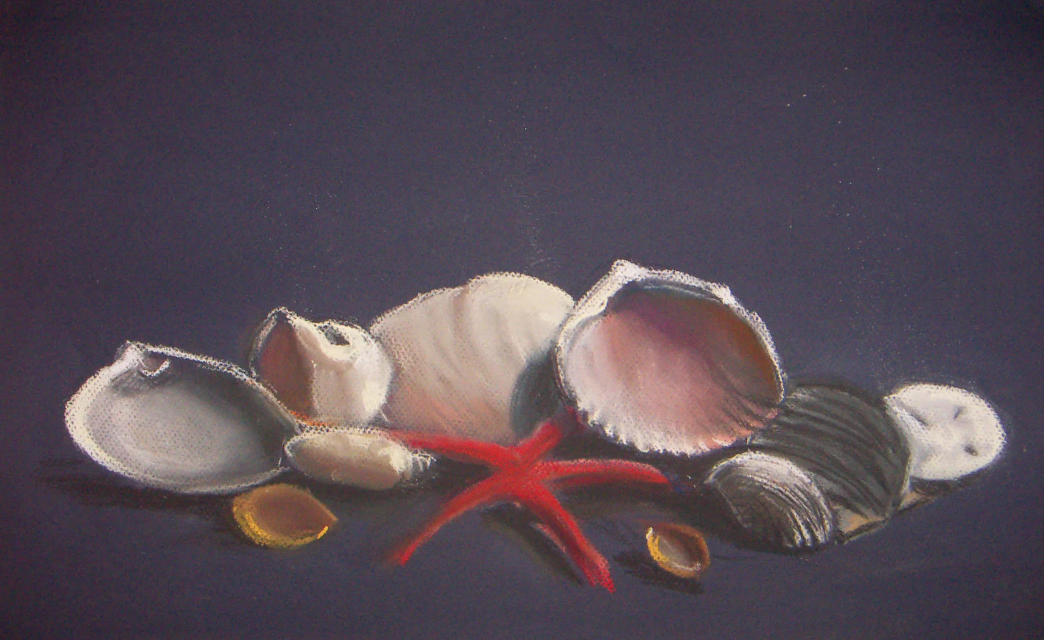 Shell Still Life 2.jpg