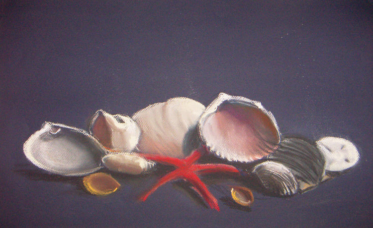 Shell Still Life